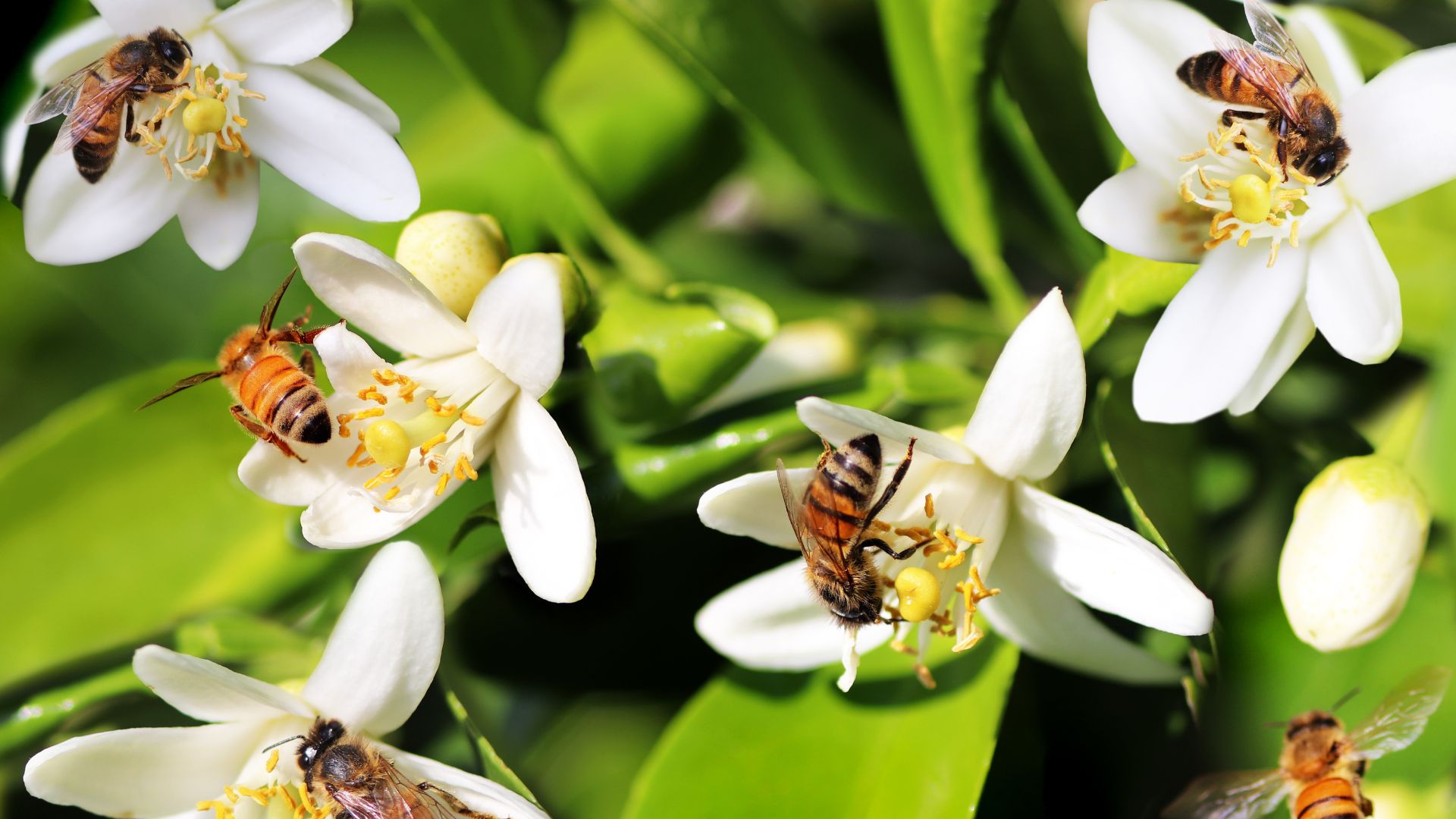 Bees collecting pollen off of small, white flowers