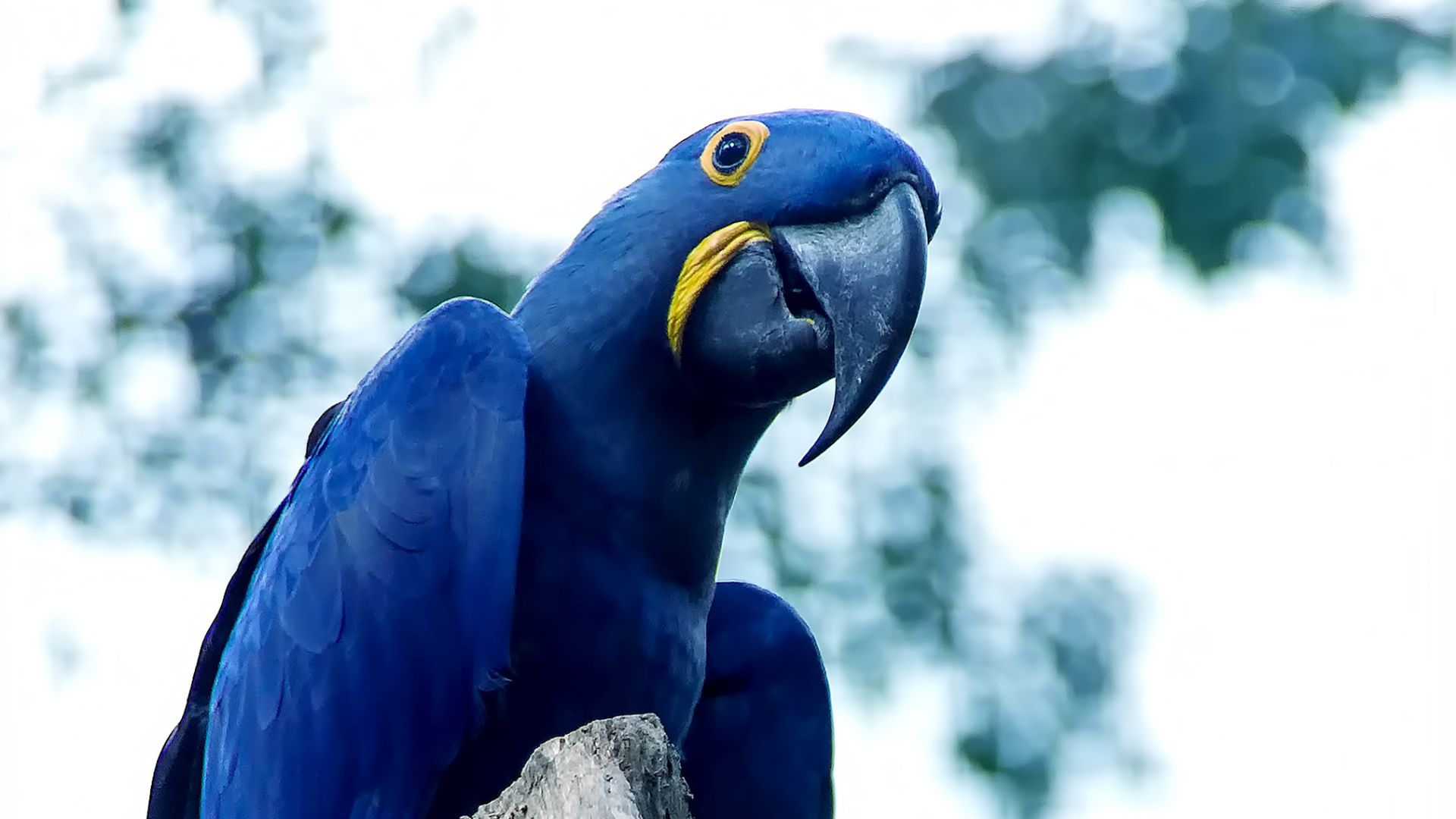 Close up of a blue Spix's macaw