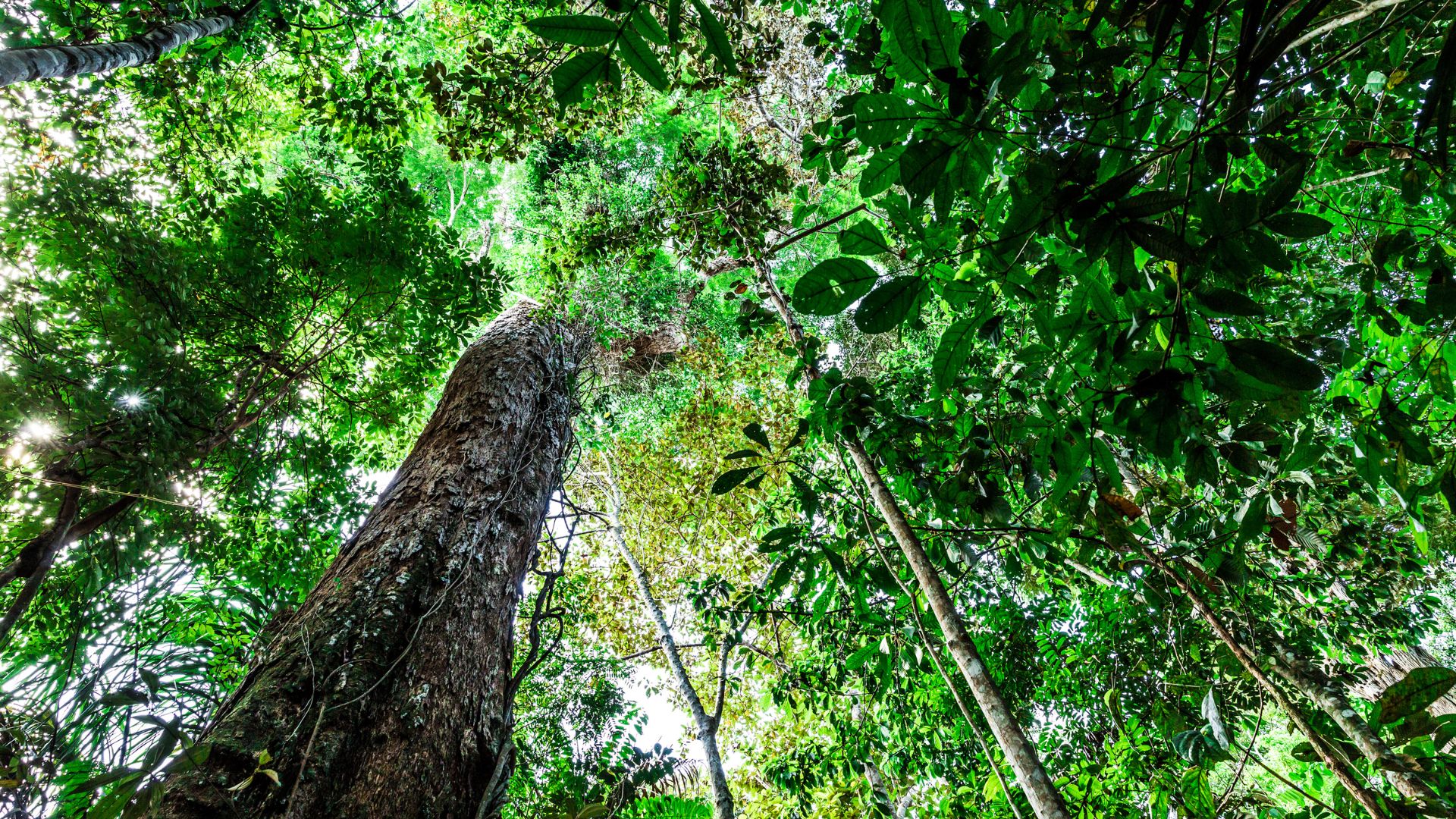 Looking up in a densely covered forest