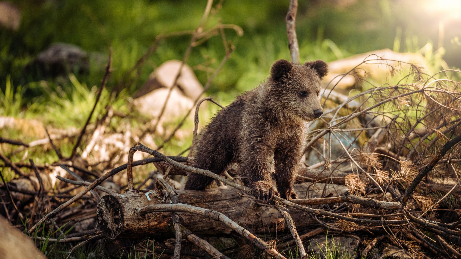 A bear cub in the forest