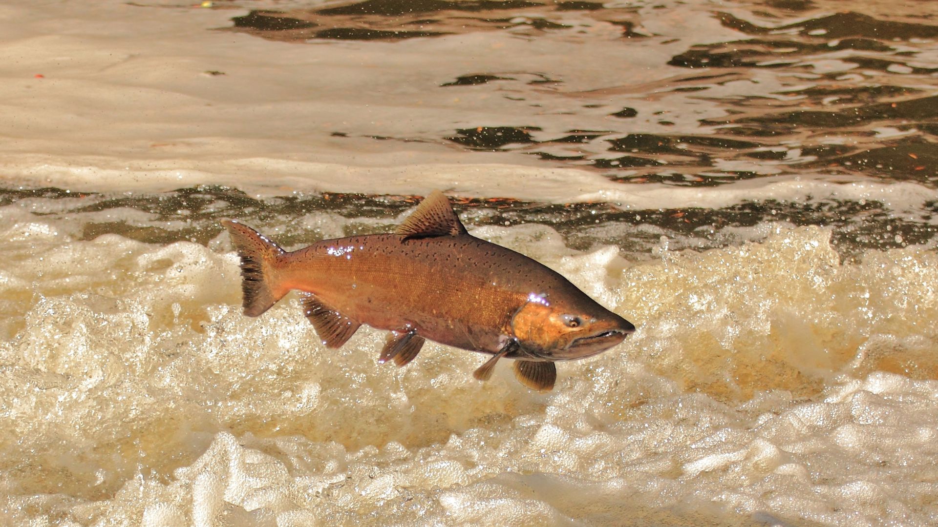 A Chinook salmon jumping out of the water swimming upstream