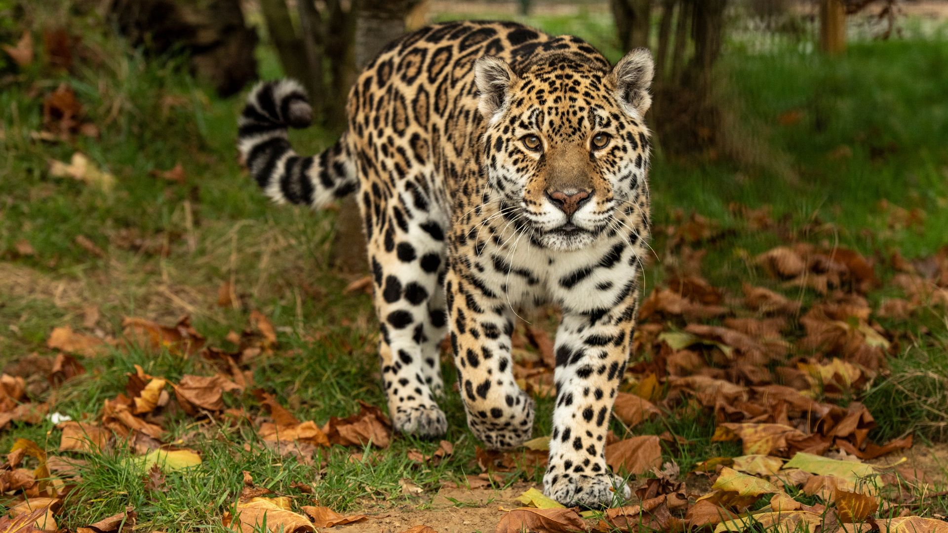 A jaguar roaming his range