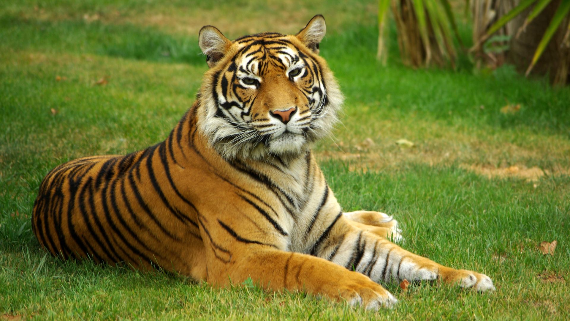 A tiger lounges on a grassy field