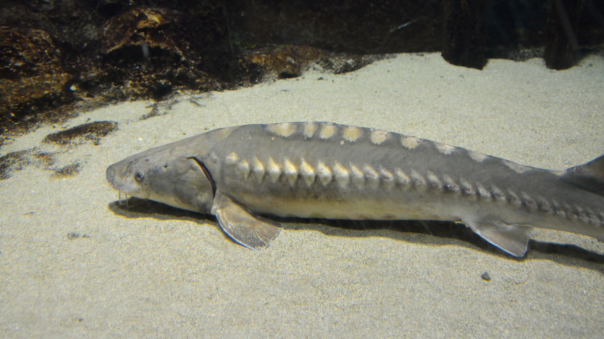 A large sturgeon swims on a lake bottom