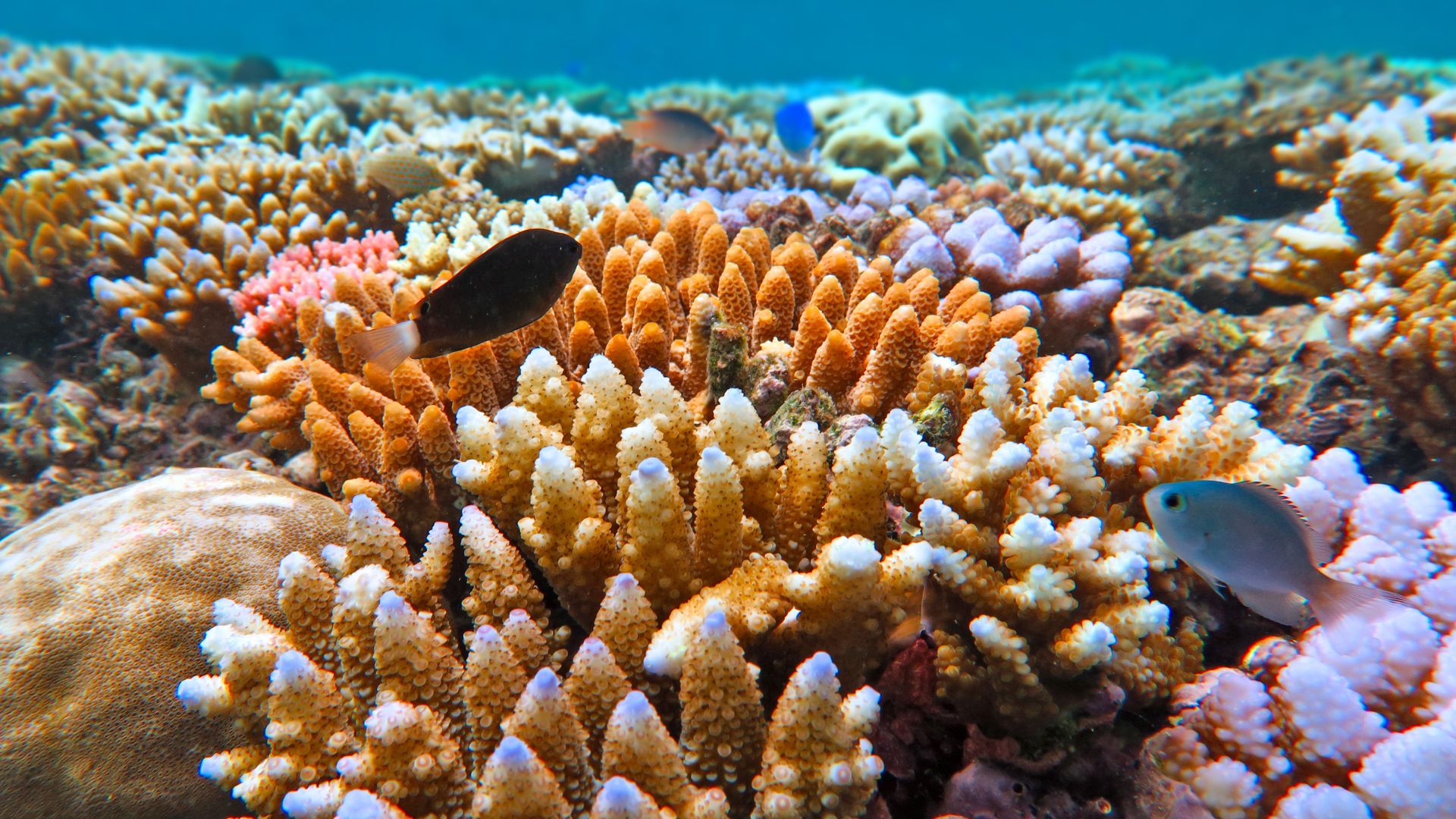A fish swims near a coral reef