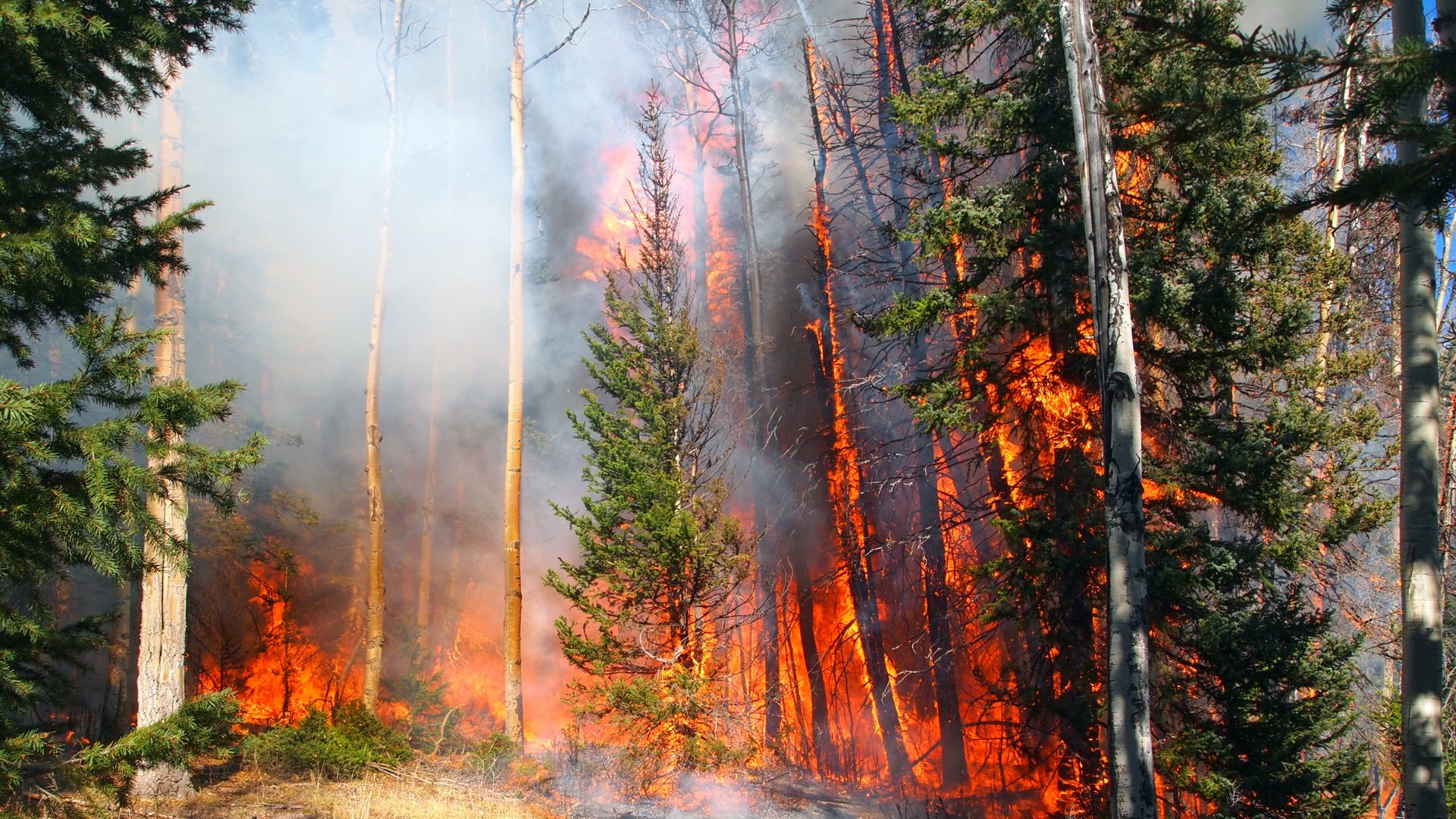 Trees burning in a wildfire