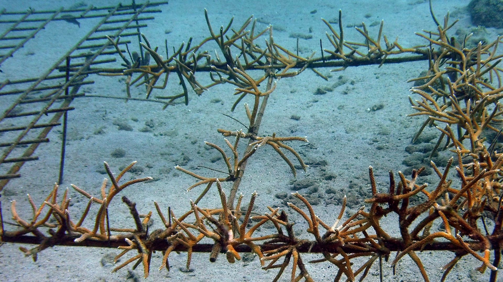 Coral grows on a metal frame
