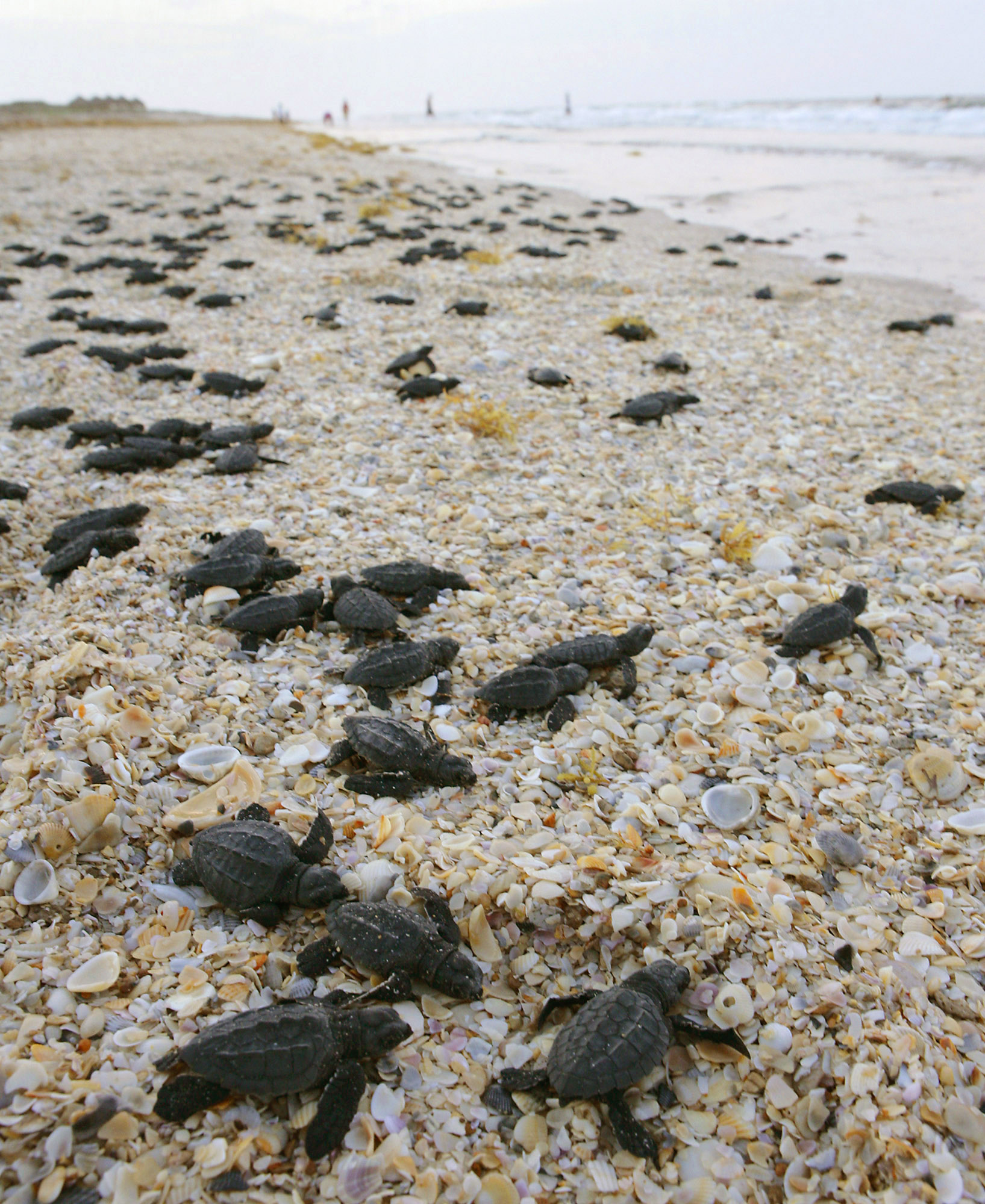 Sea turtle babies on a beach crawl towards the water