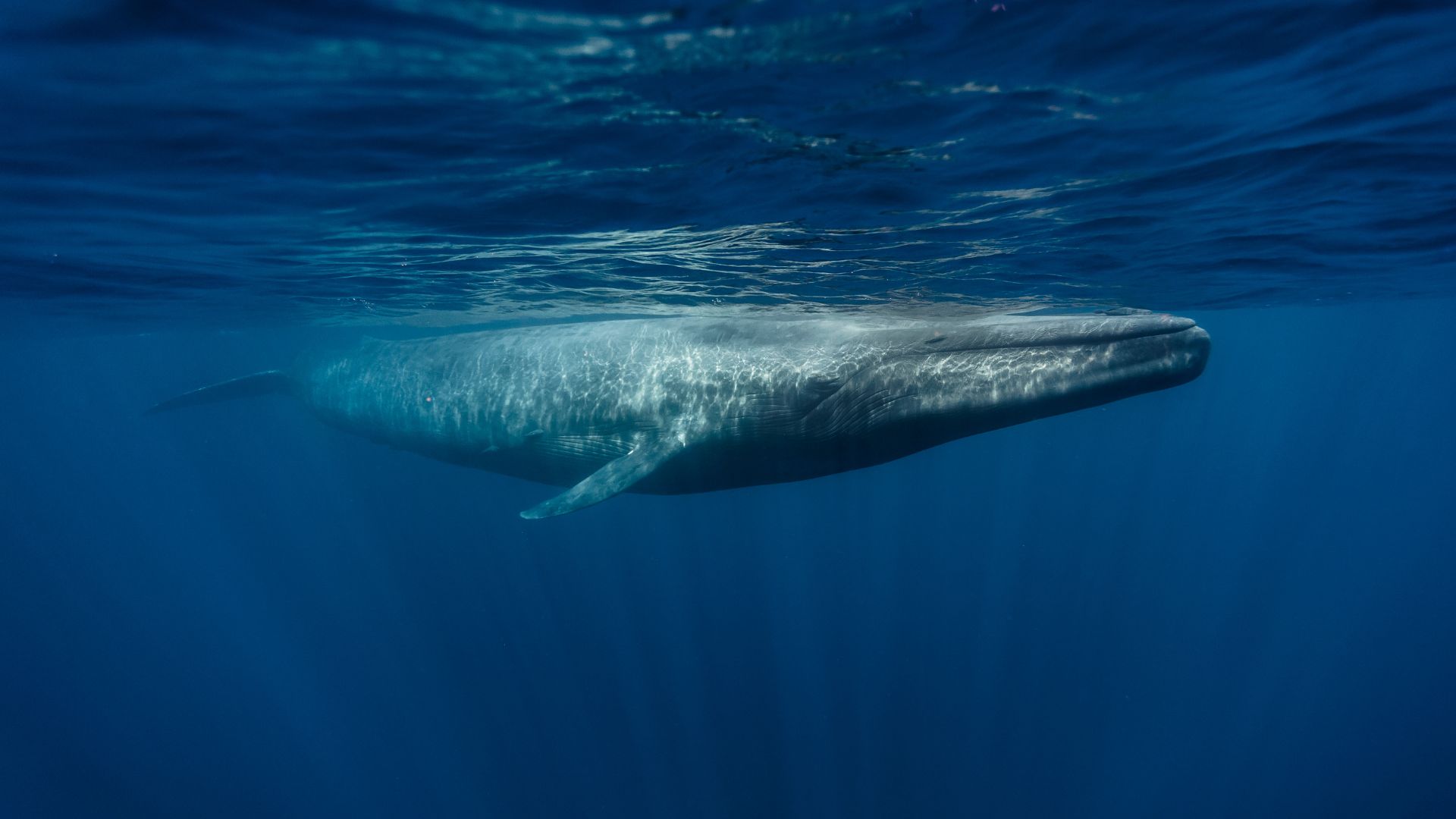 A blue whale swims in the ocean