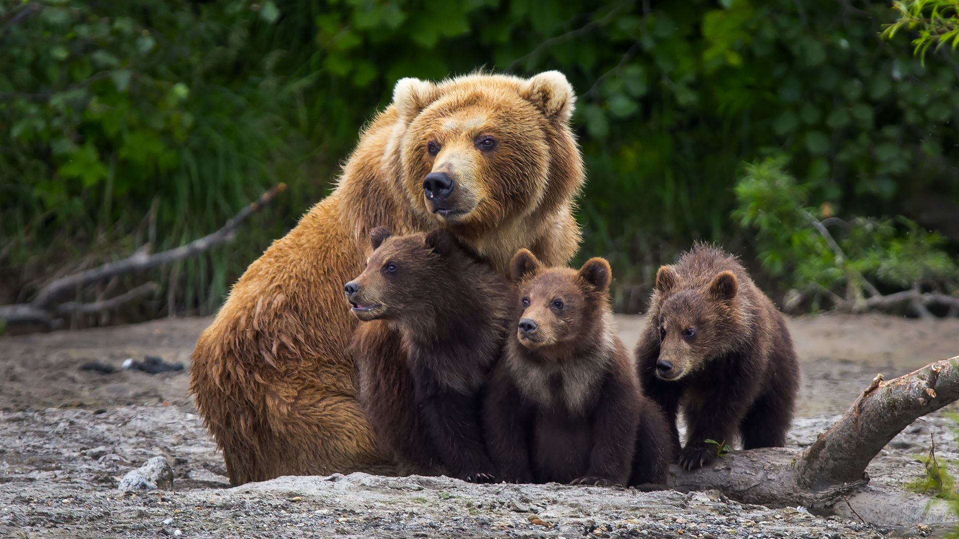 A brown bear and her three cubs