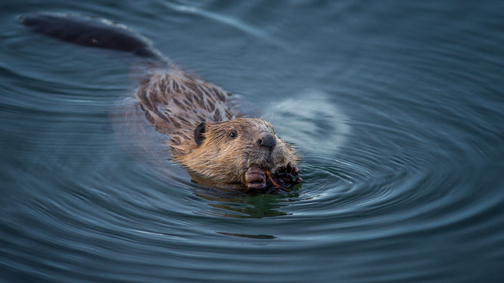 A beaver swims in water dragging along sticks to make a dam