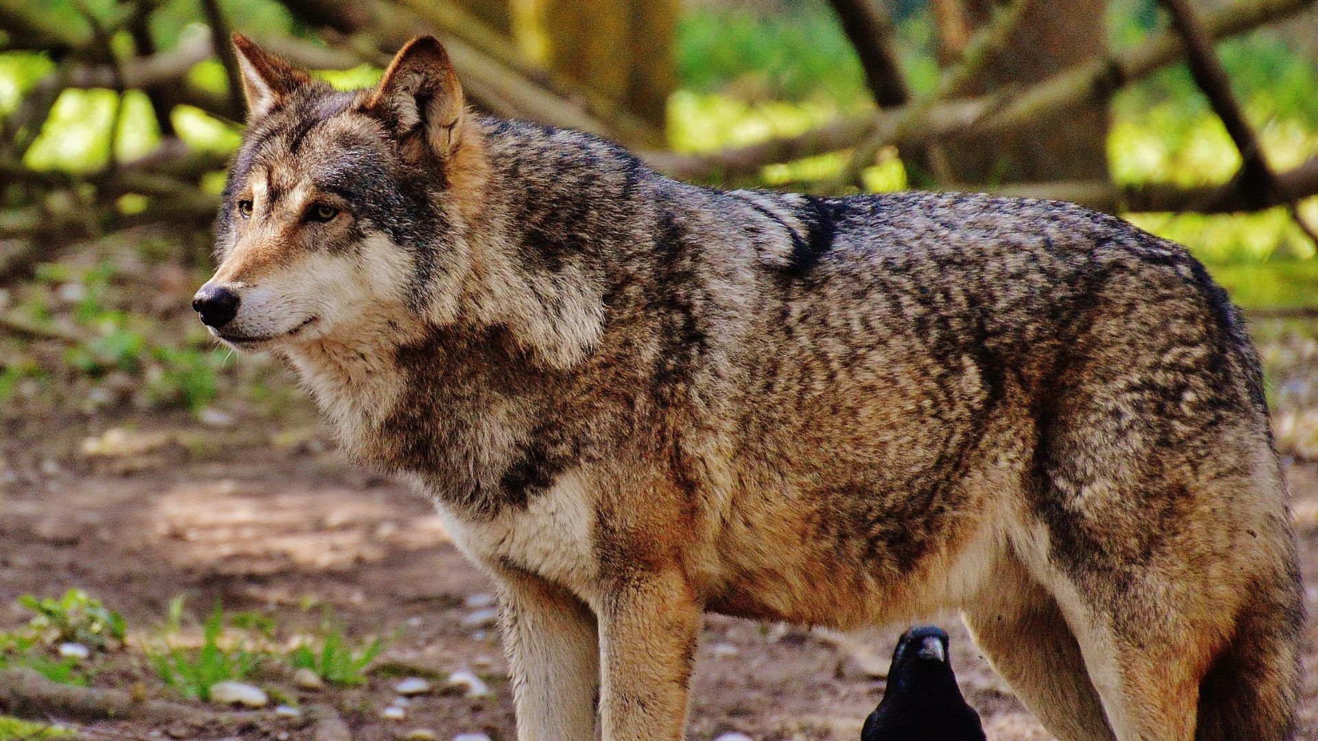 A wolf stands in the forest