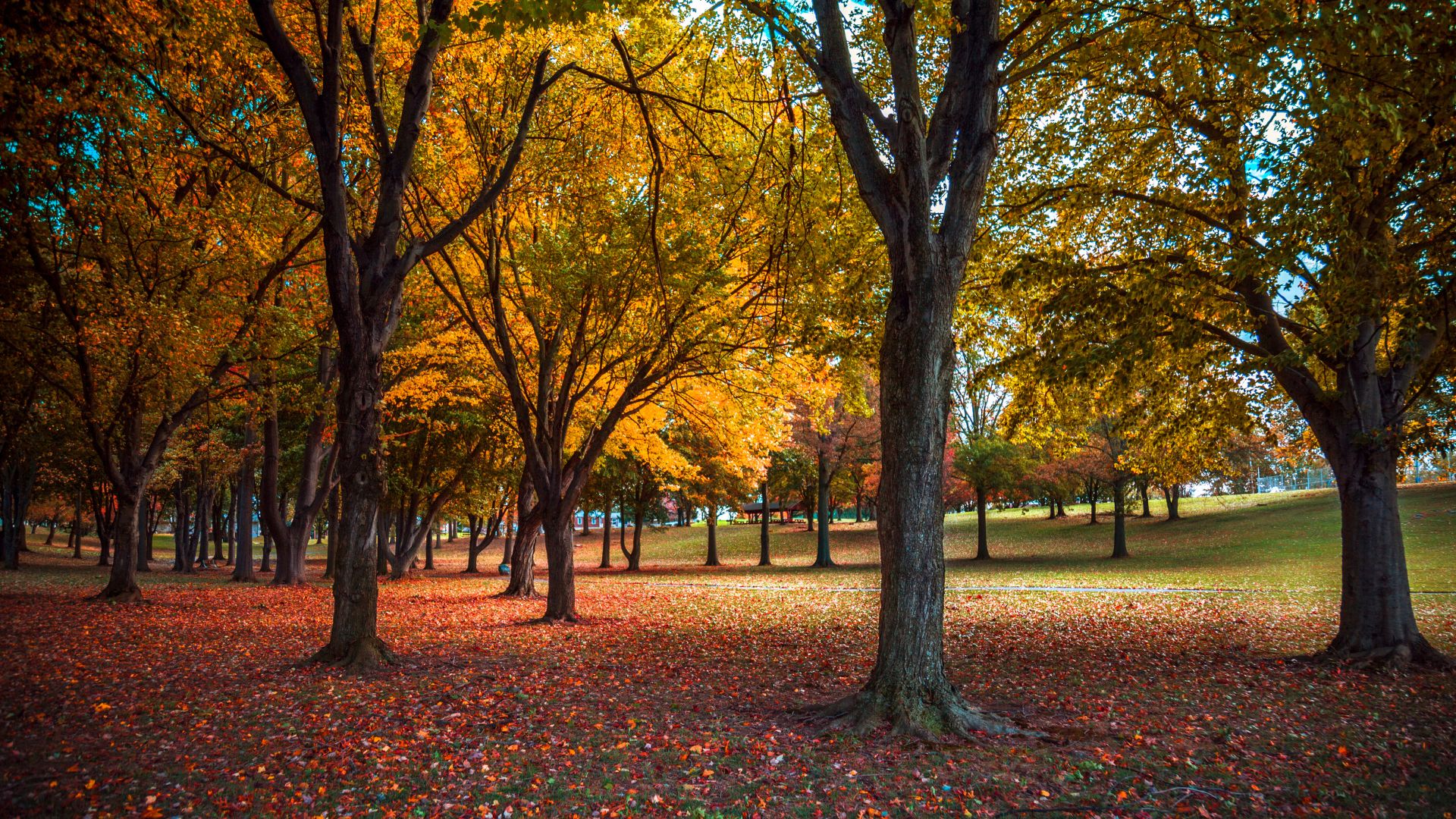 Trees with autumnal leaves in a park