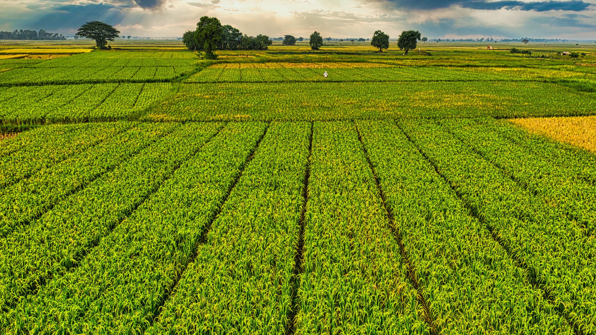 Green fields neatly lined in rows
