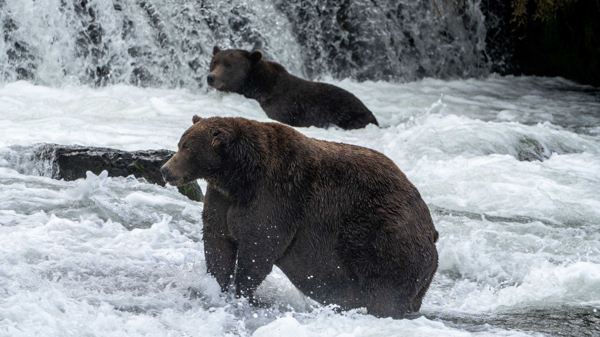 The Fat Bear Week champion, bear 747, stands in a stream