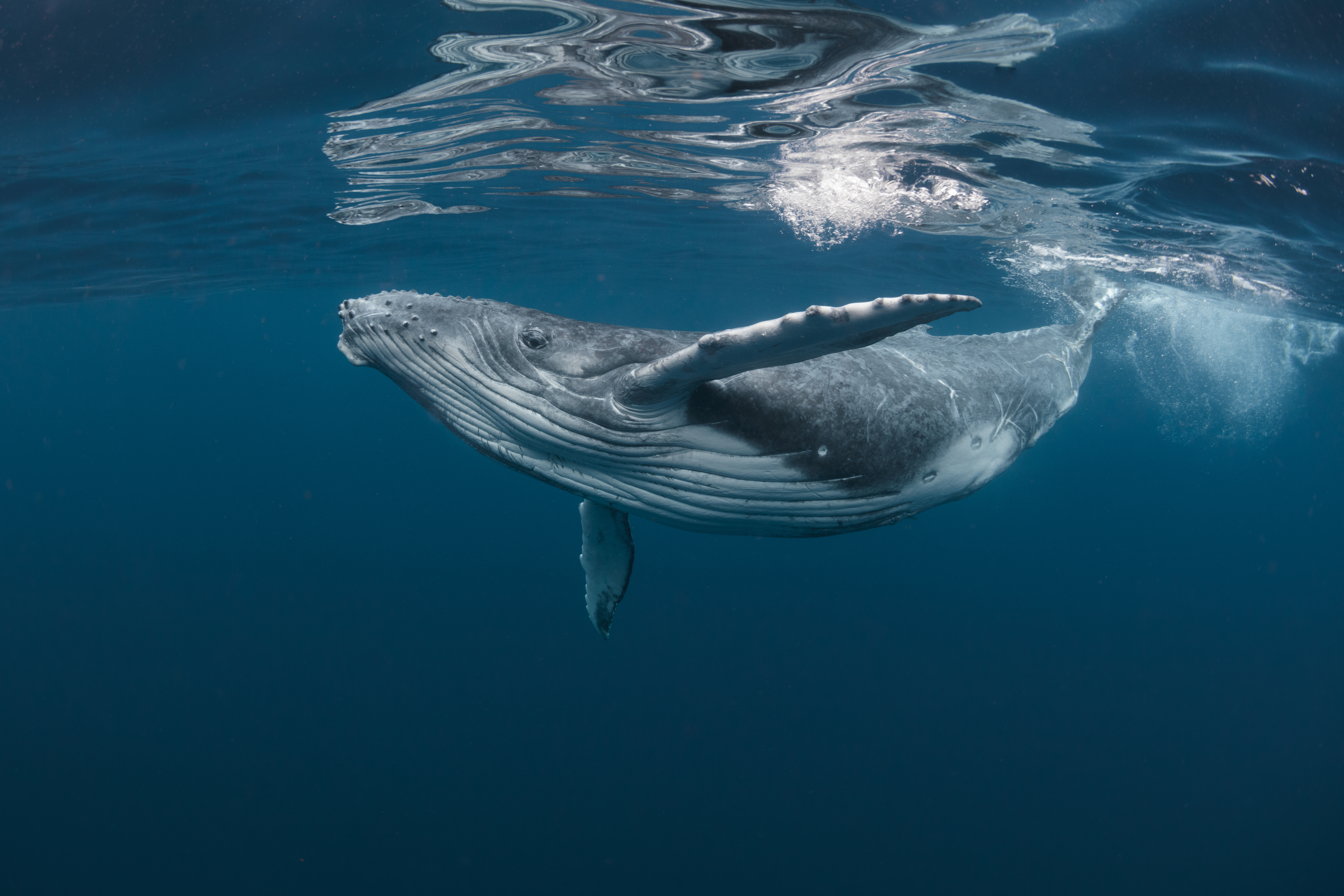 A humpback whale swims underwater