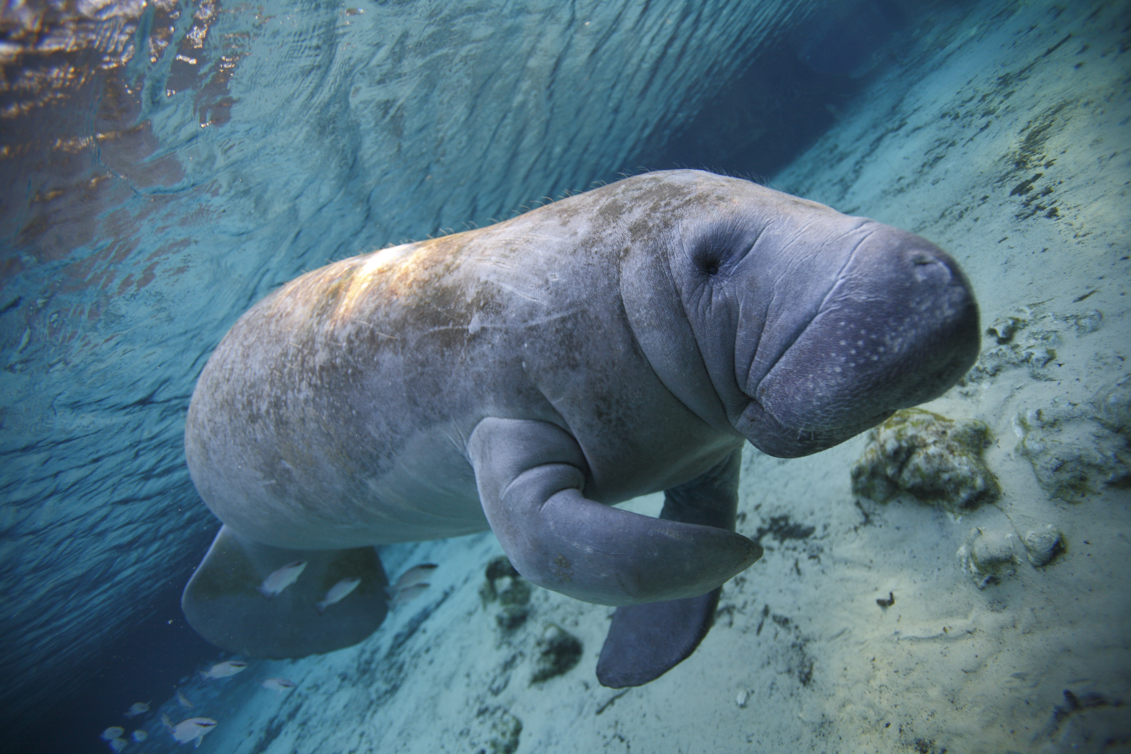 A manatee swimming underwater