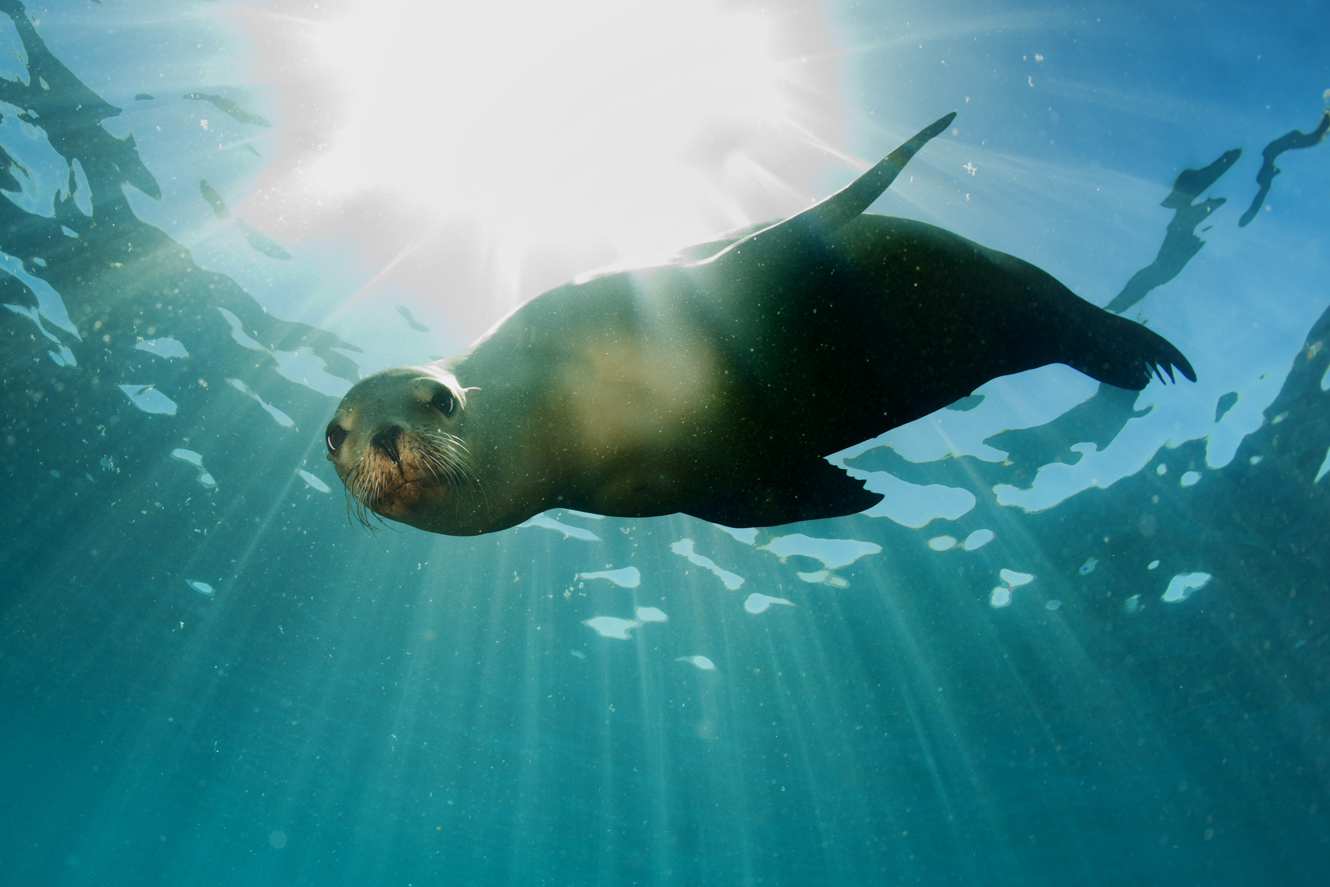 A sea lion underwater looking at the camera