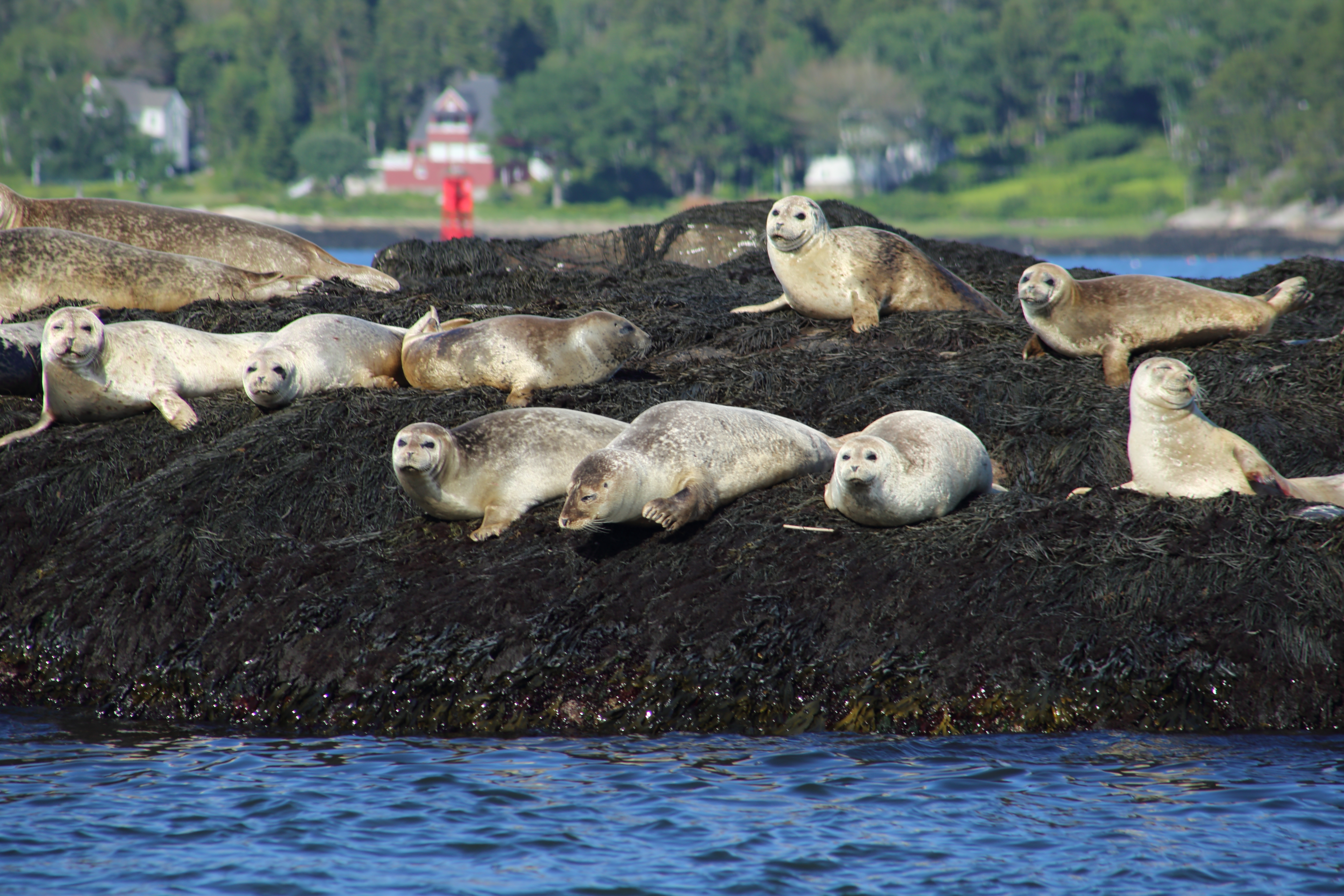 A bunch of grey seals lying on a dark beach