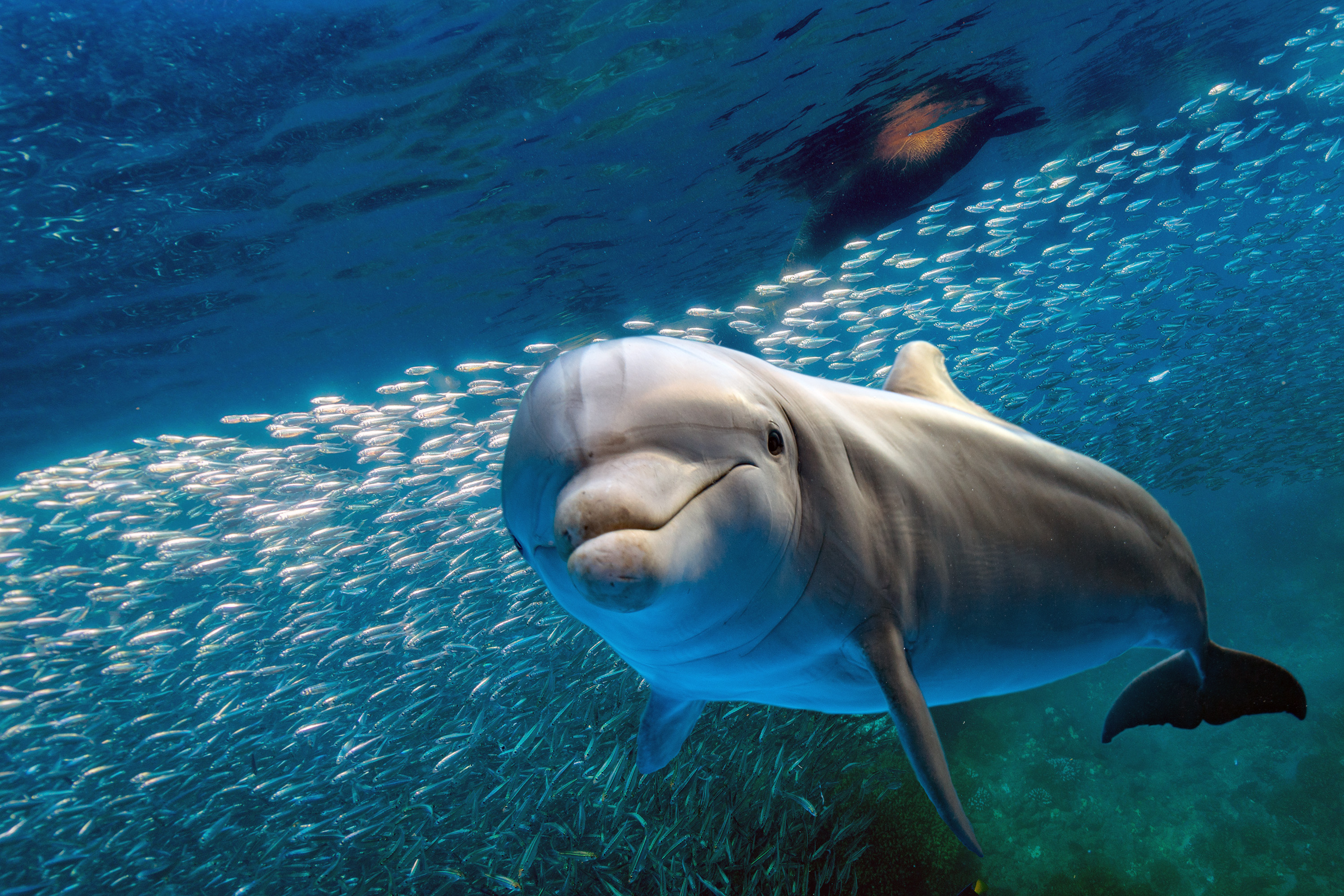 A dolphin underwater looking at the camera