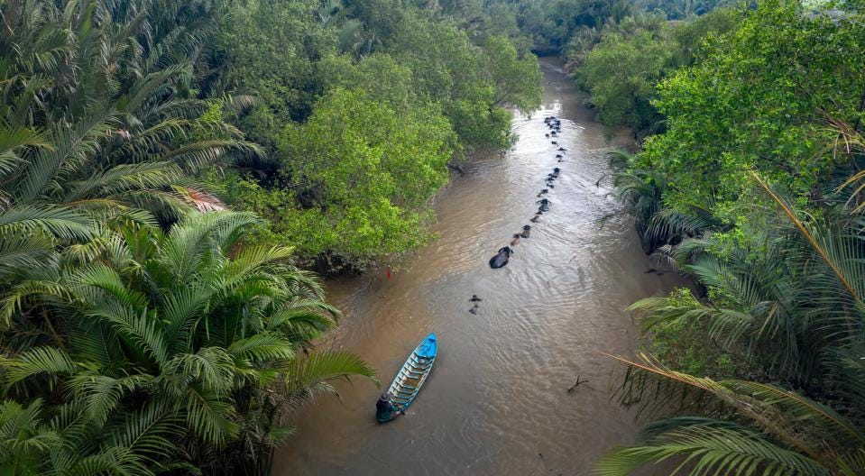 A boat on a river in the rainforest