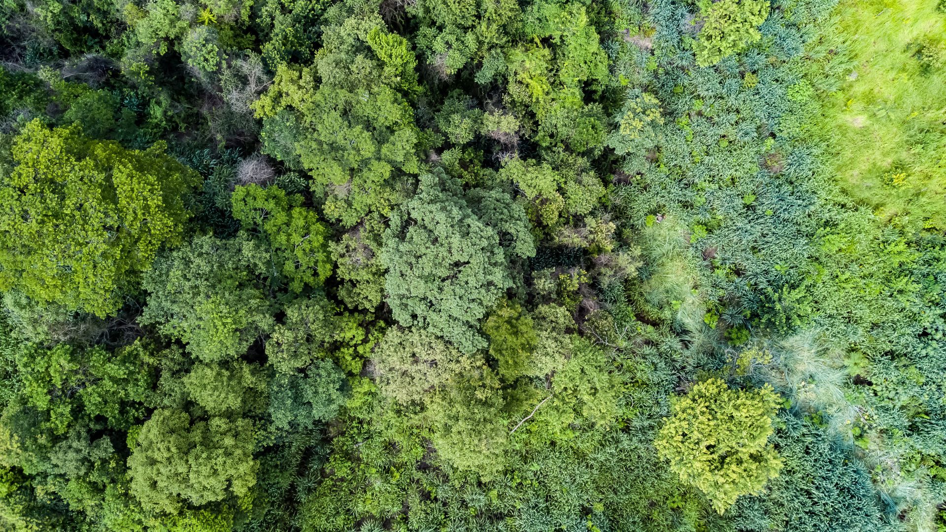 Aerial view of Brazil's rainforest