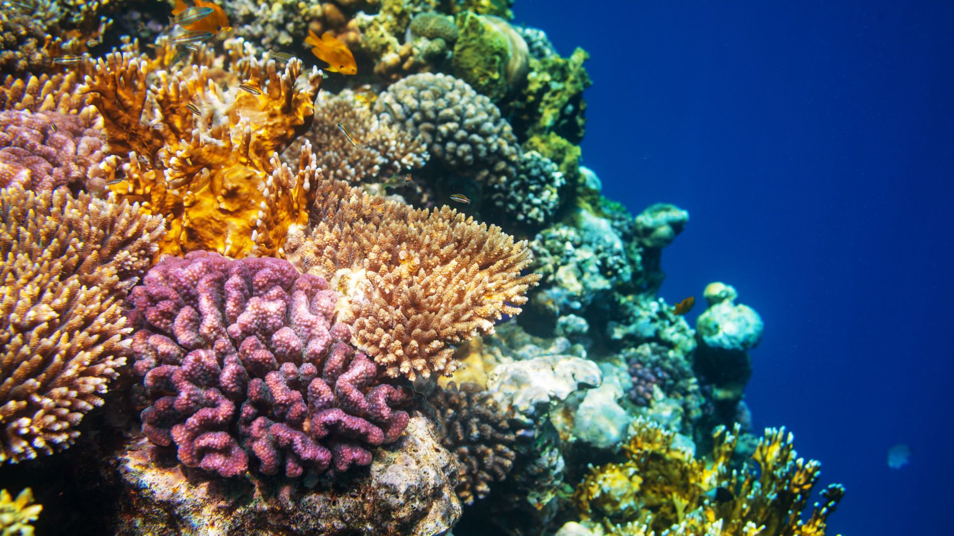 A colorful underwater coral reef