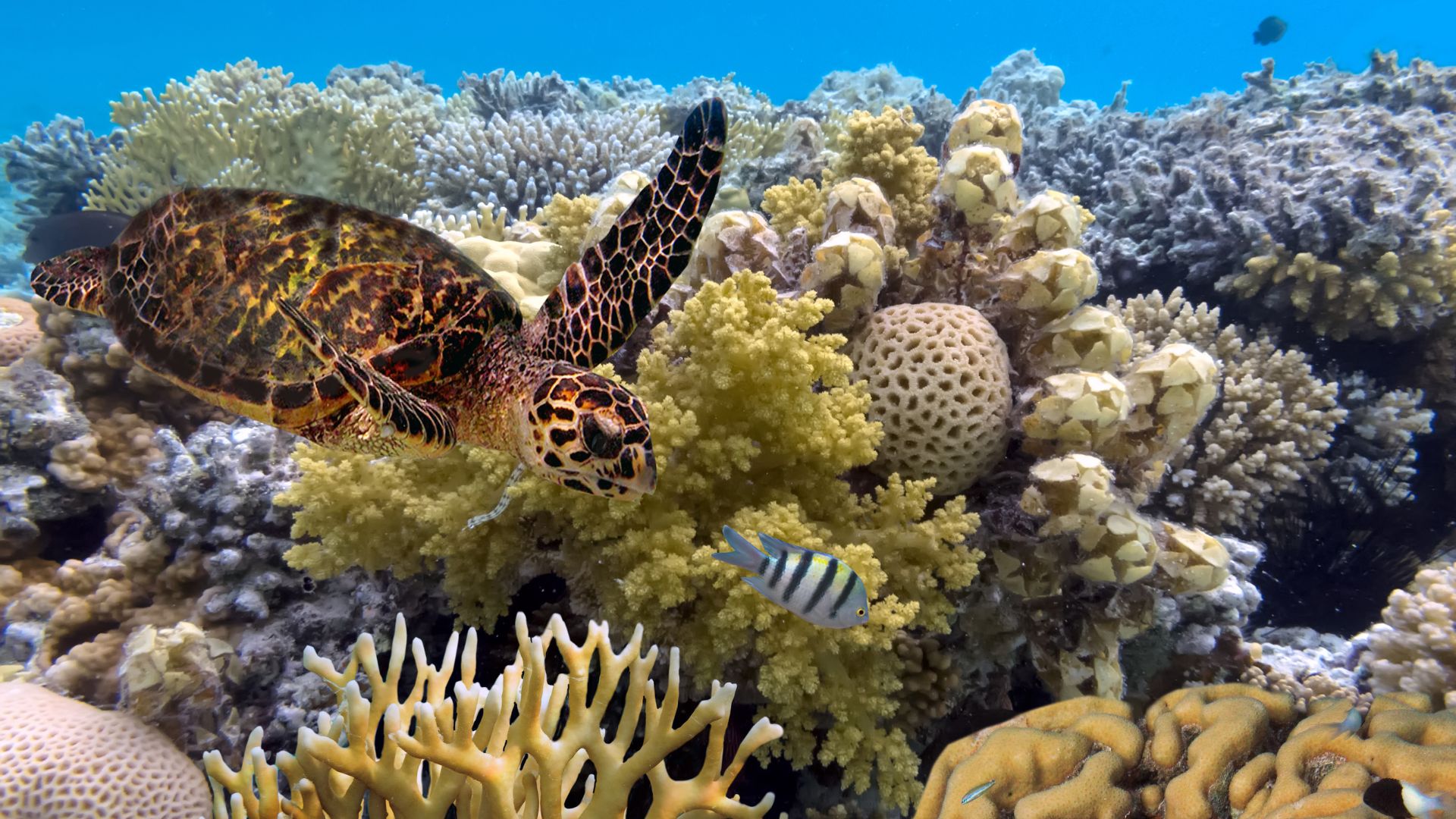 A sea turtle chasing a fish to bully him in the Great Barrier Reef