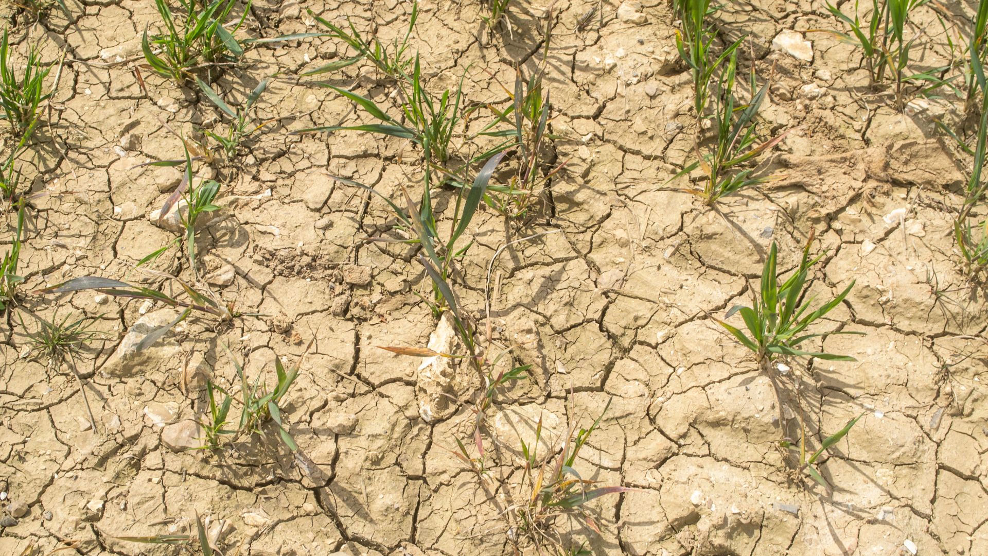 Close up of dry and broken ground with little green plants sprouting out