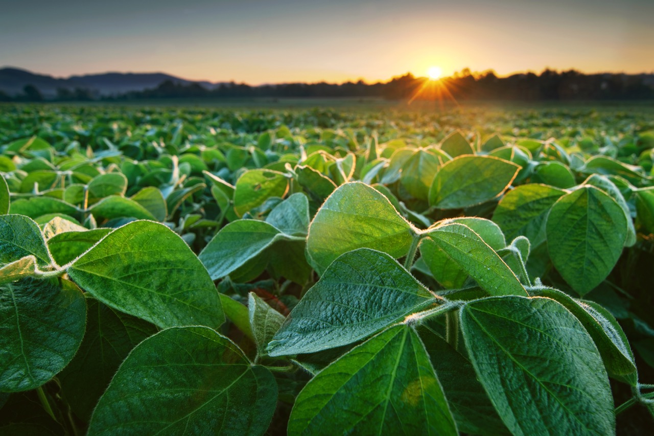 A sunrise over a field of green crops