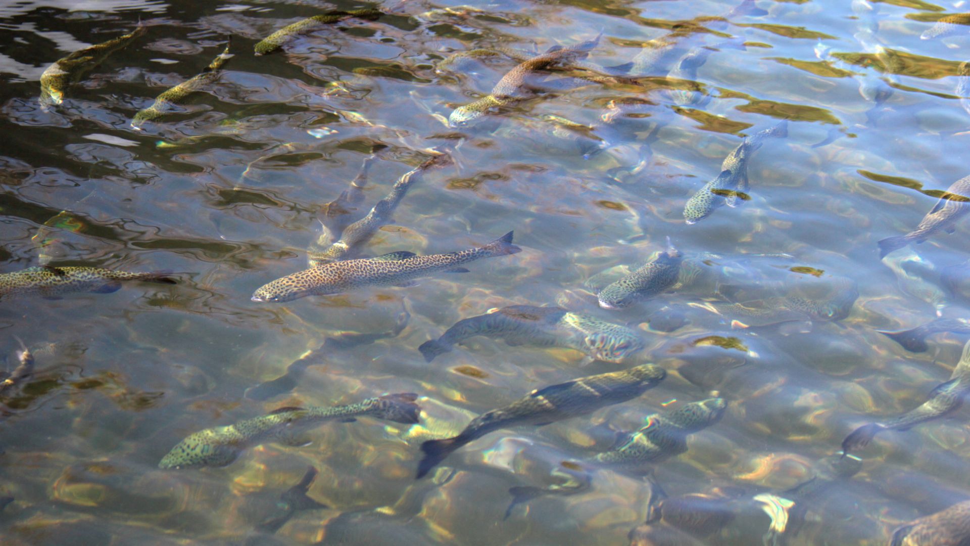 A school of trout swimming in a stream
