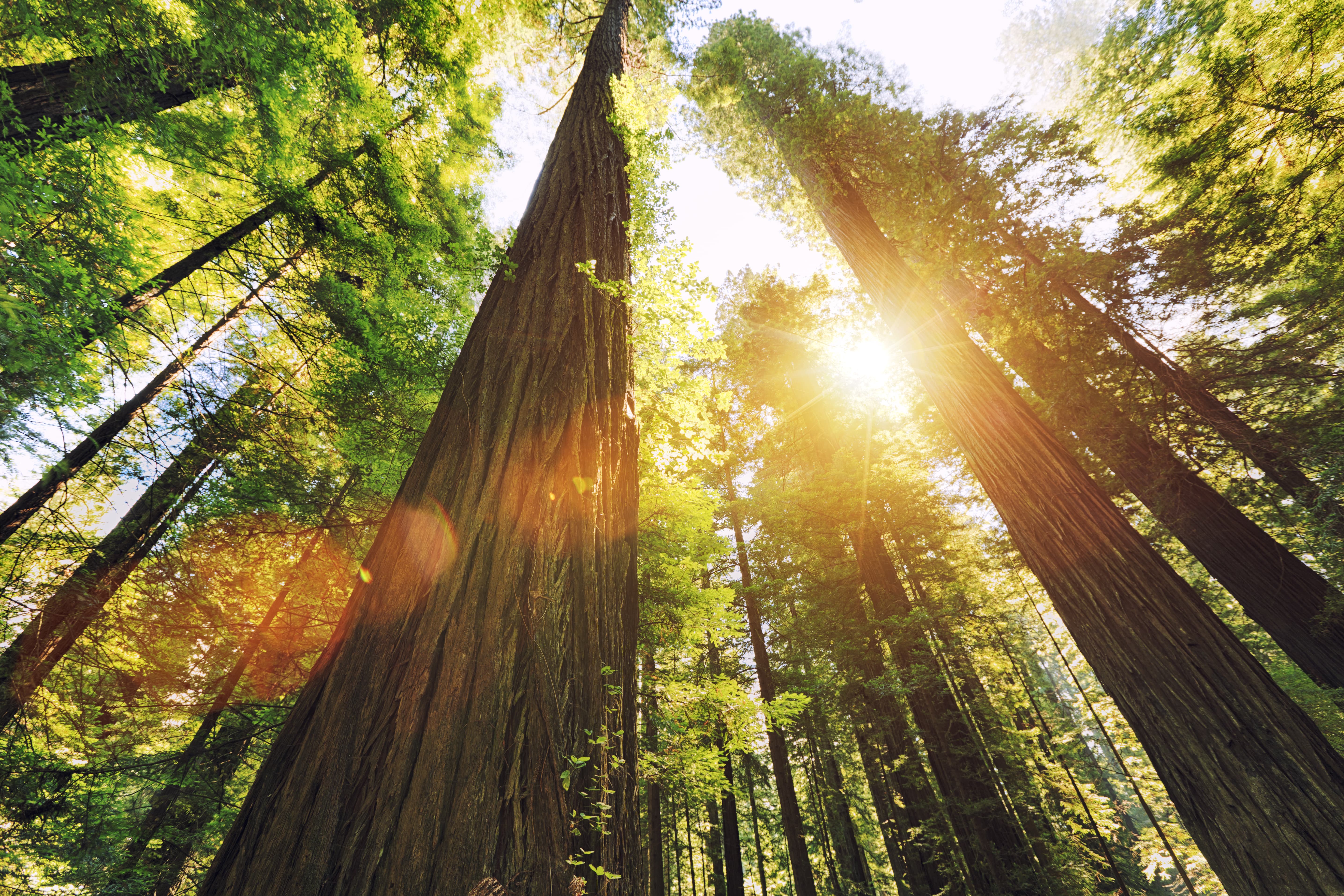 A low-angle shot of a forest of very tall trees