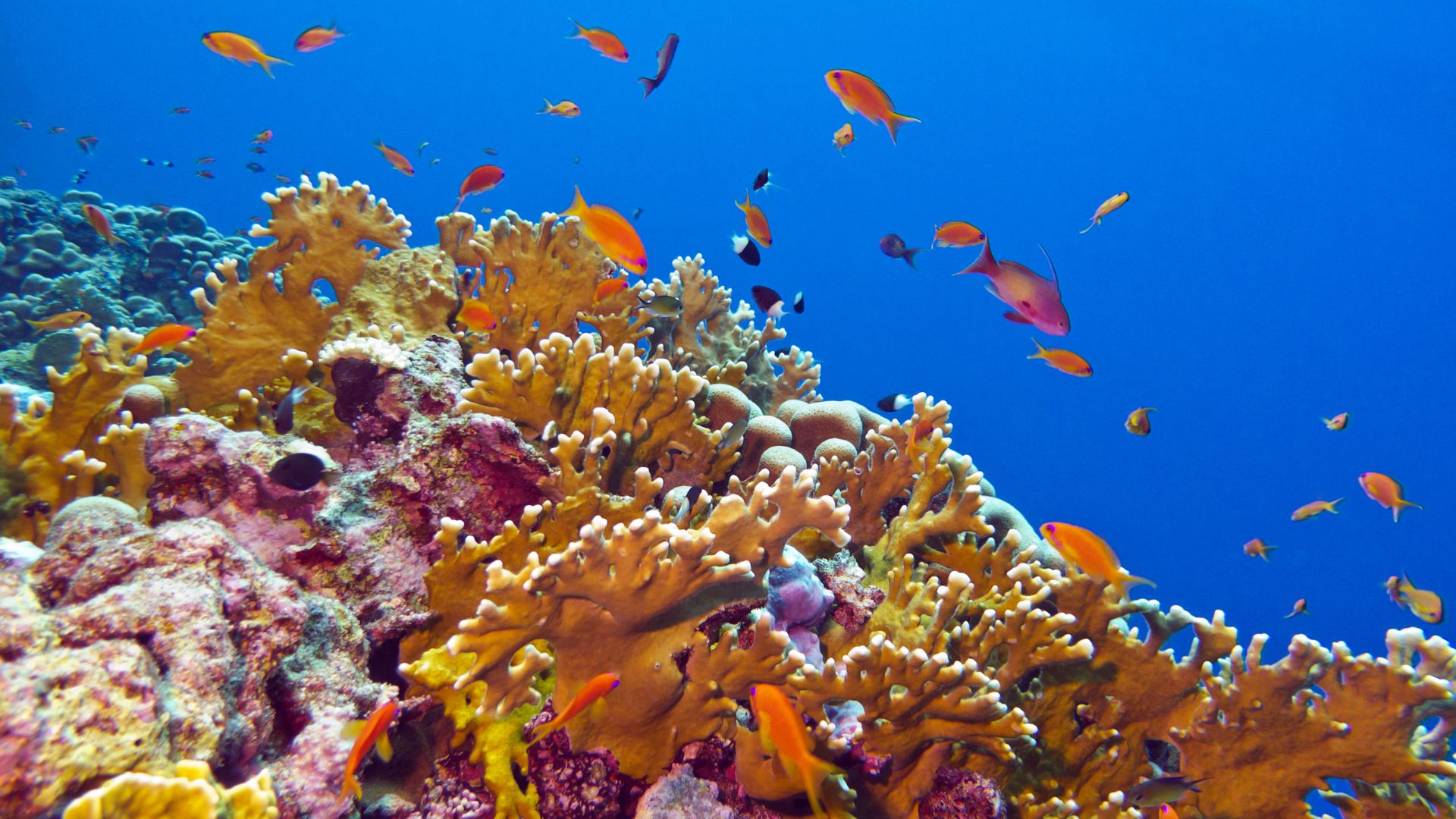 Fish swimming around a coral reef