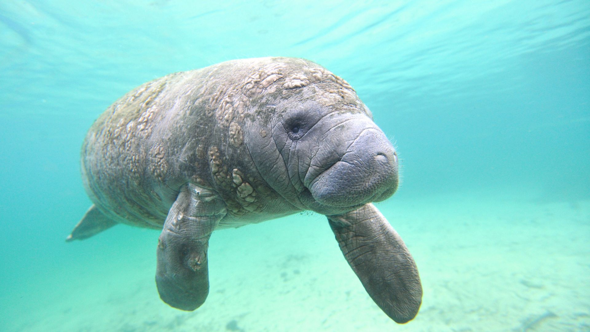 A manatee swimming in clear waters