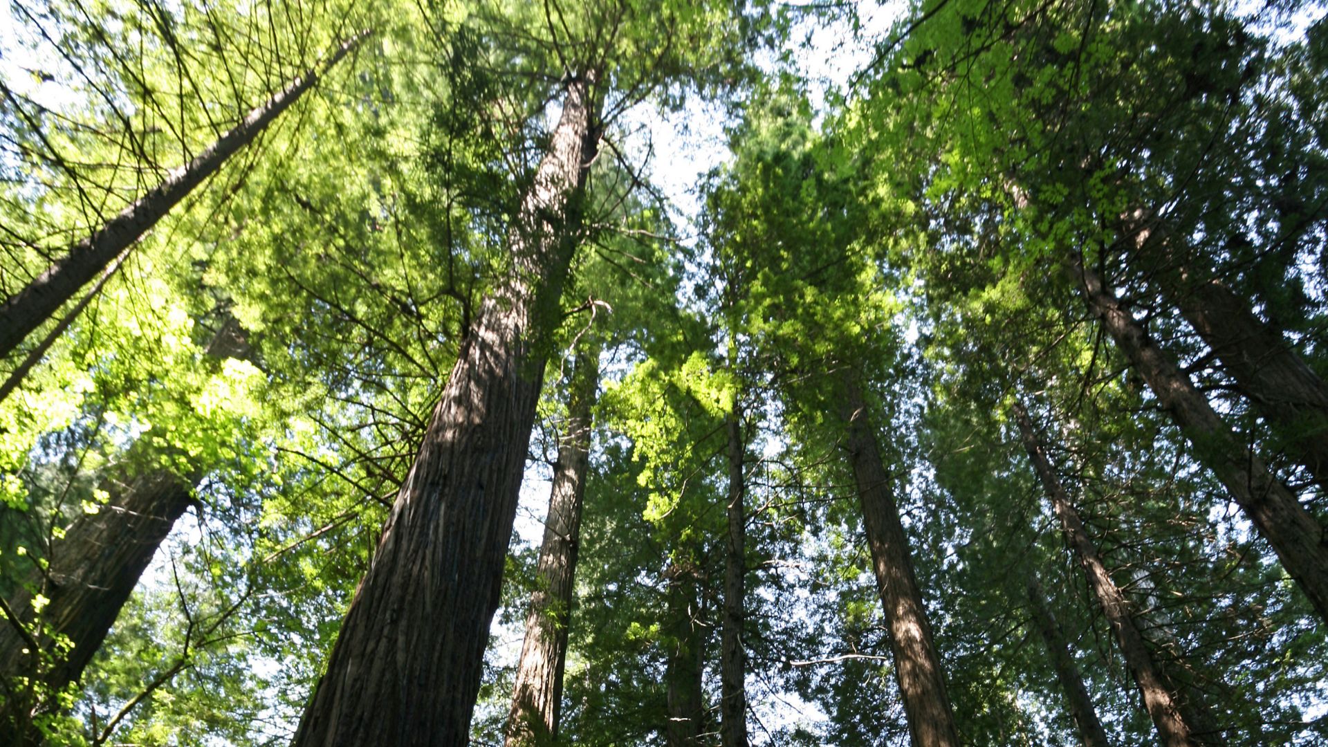 Low angle shot of a forest through the trees