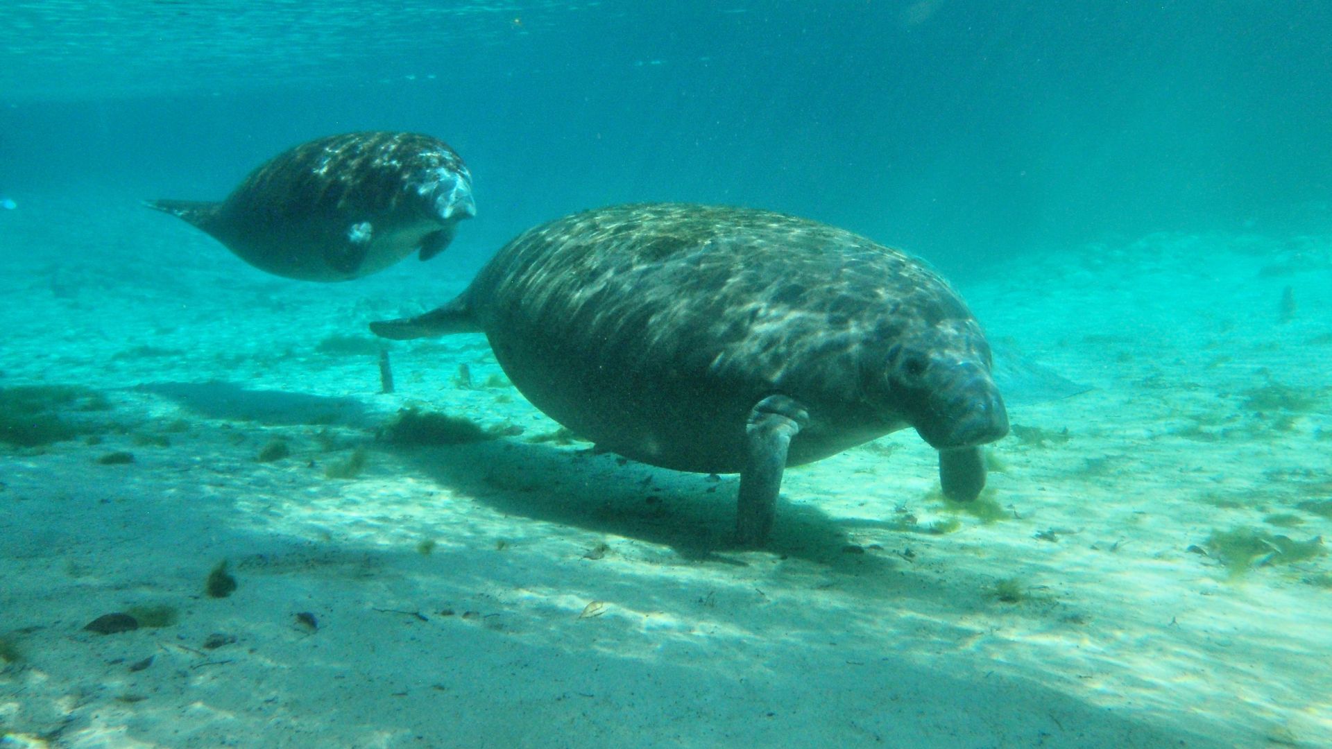 Two manatees swimming in the ocean