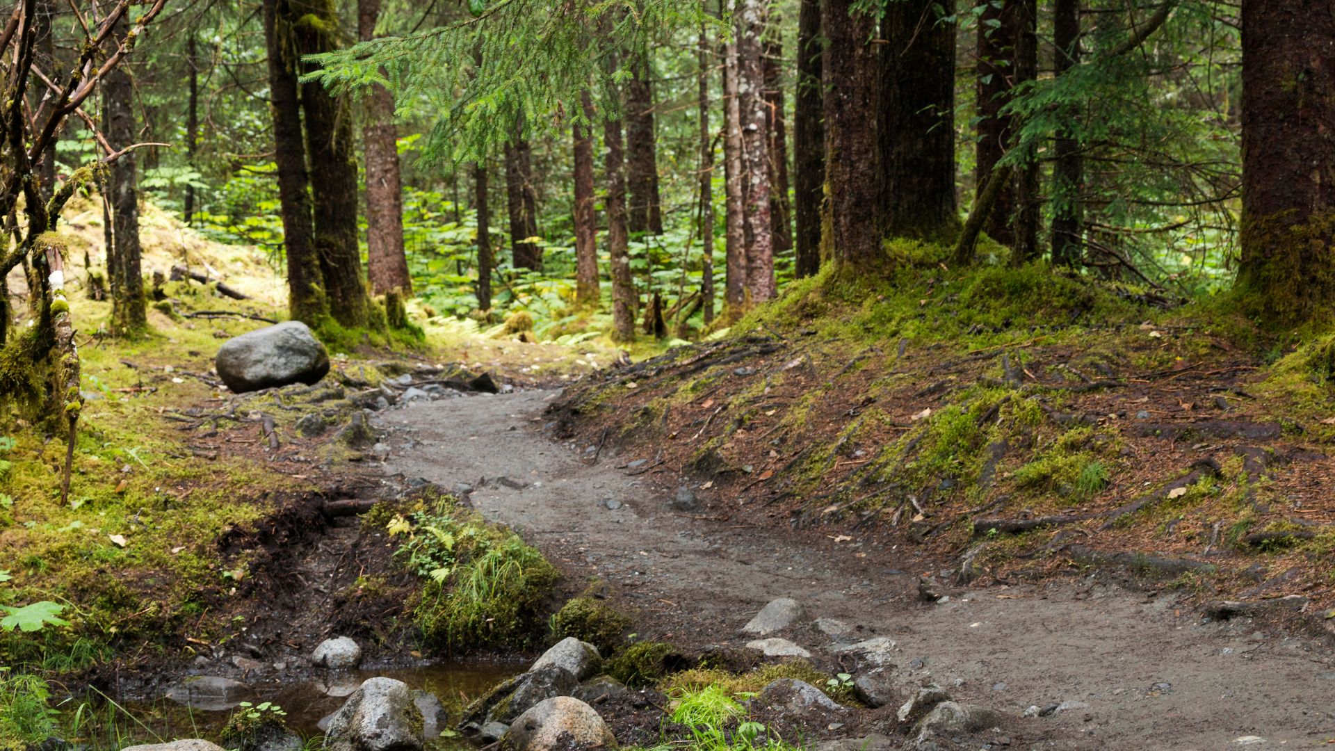 A path through the Tongass Forest in Alaska
