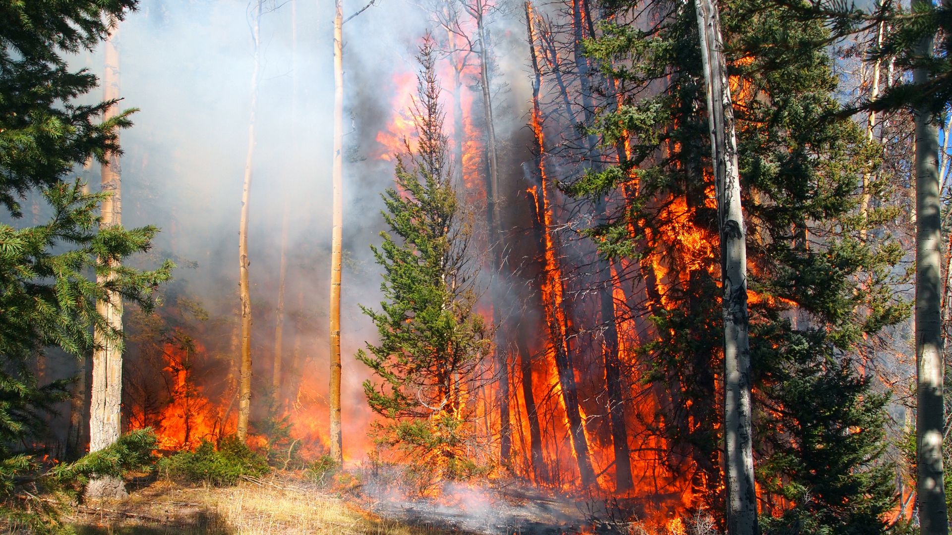 Trees burning in a wildfire