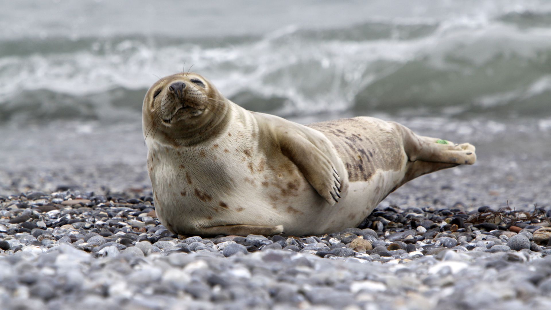 A grey seal flopped over on one side with a big smile on its face