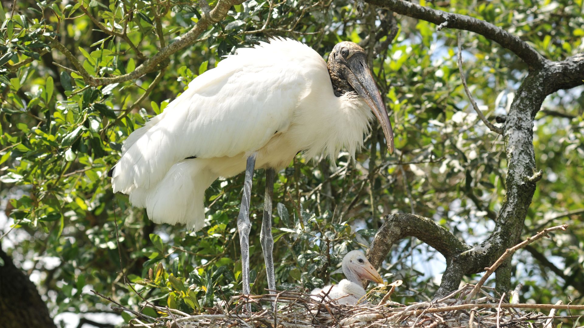 A wood stork, which is a big white bird, in its nest with a baby wood stork at its feet