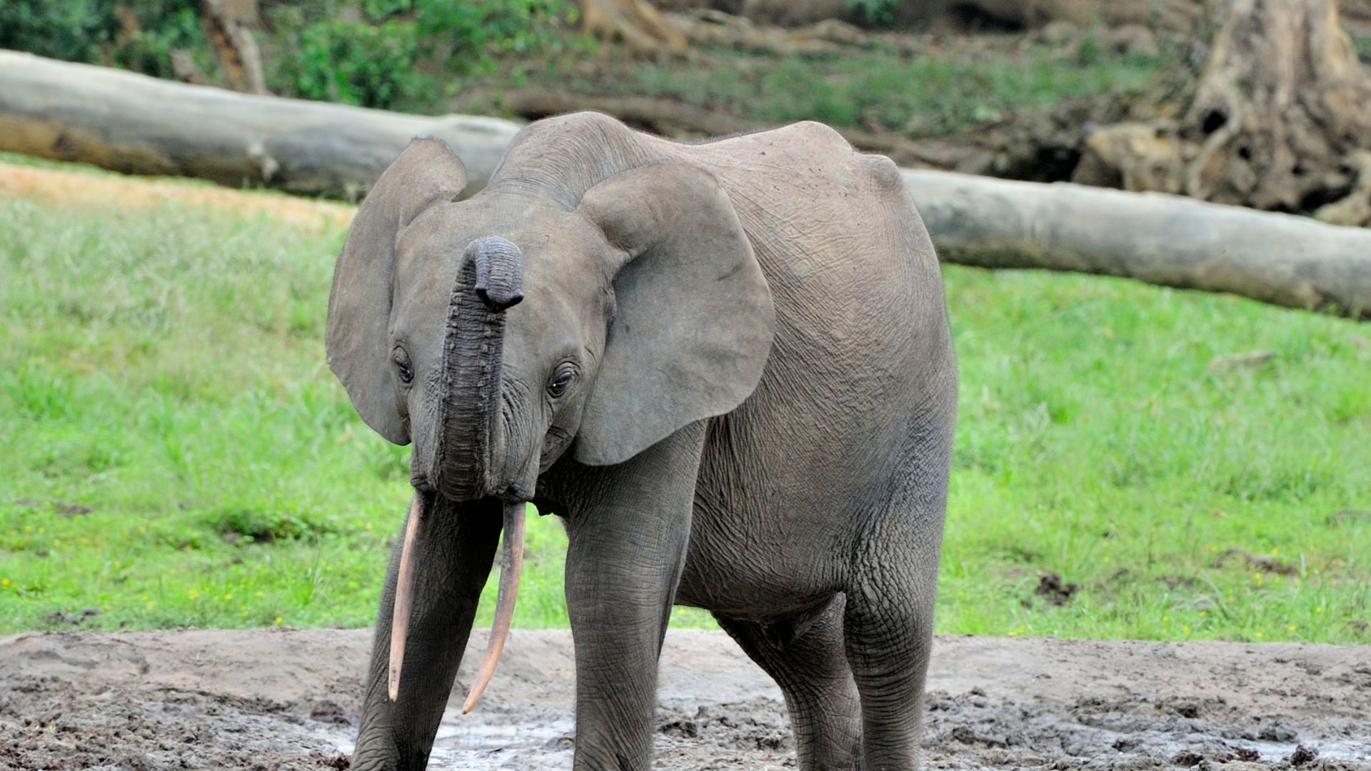 An African forest elephant playing in mud, which is obviously not a vacation spot, per se, but someone could take a vacation to go see elephants
