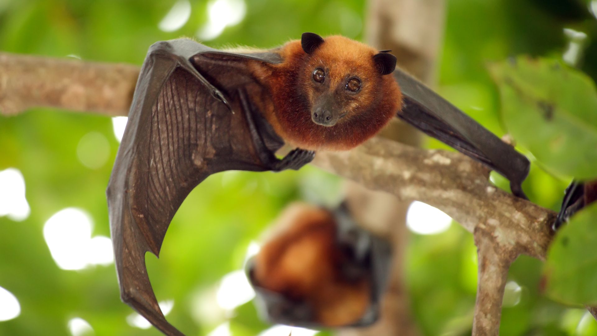 A flying fox hanging from a tree. At first I thought it was weird they call this bat a flying fox when it's just a bat, but then I looked up how big they are, and it is terrifyingly big for a bat. So, yeah, flying fox.