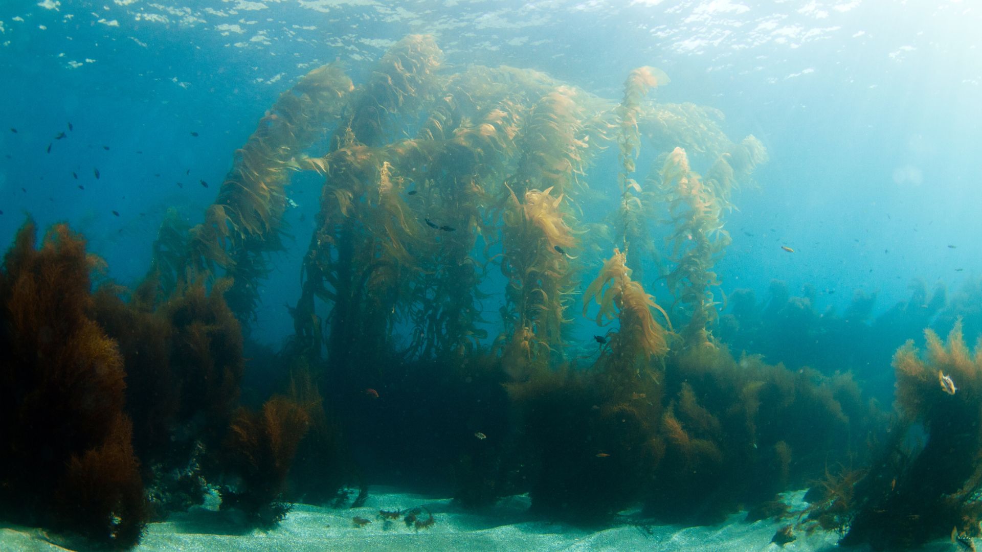 A kelp forest underwater, which feels like a generous way to describe just a bunch of seaweed clumped together