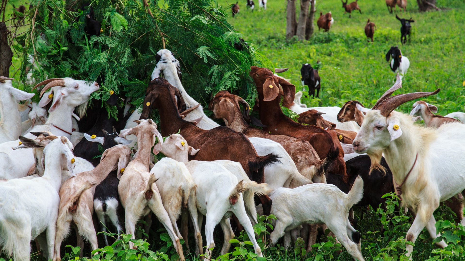 A bunch of goats just having a feast on some shrubbery