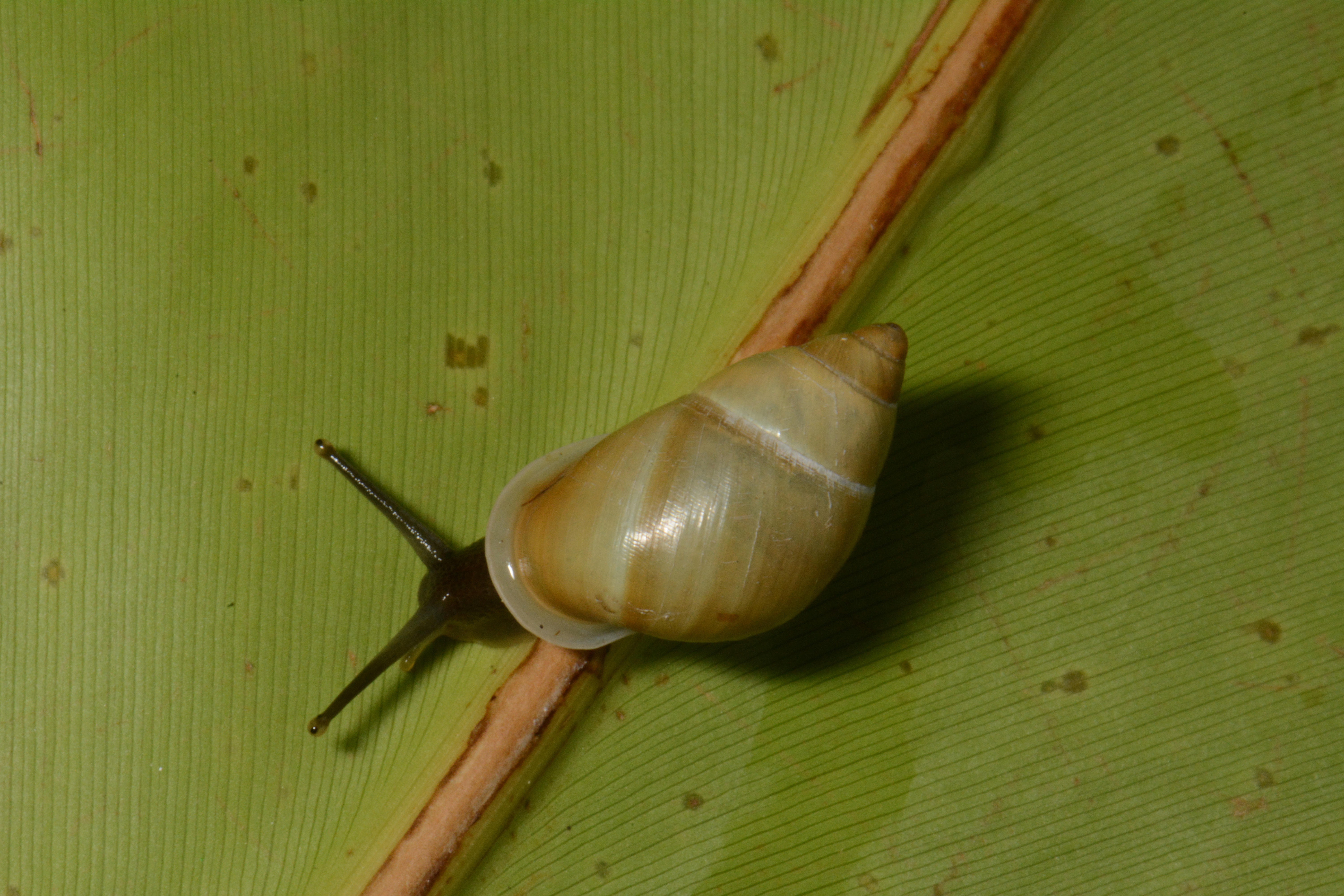 A partula snail crawling on a leaf