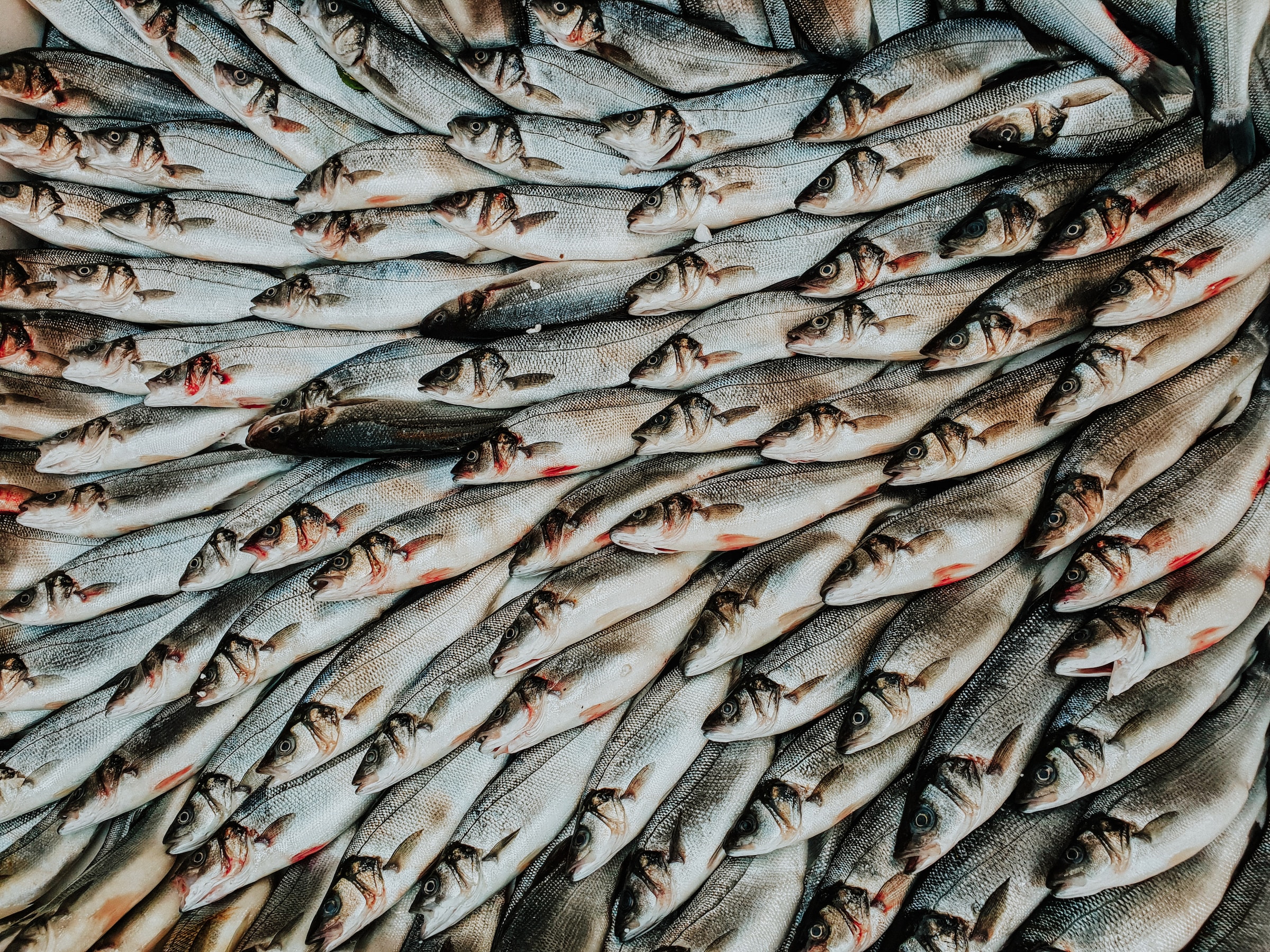 Overfishing: The most serious threat to our oceans