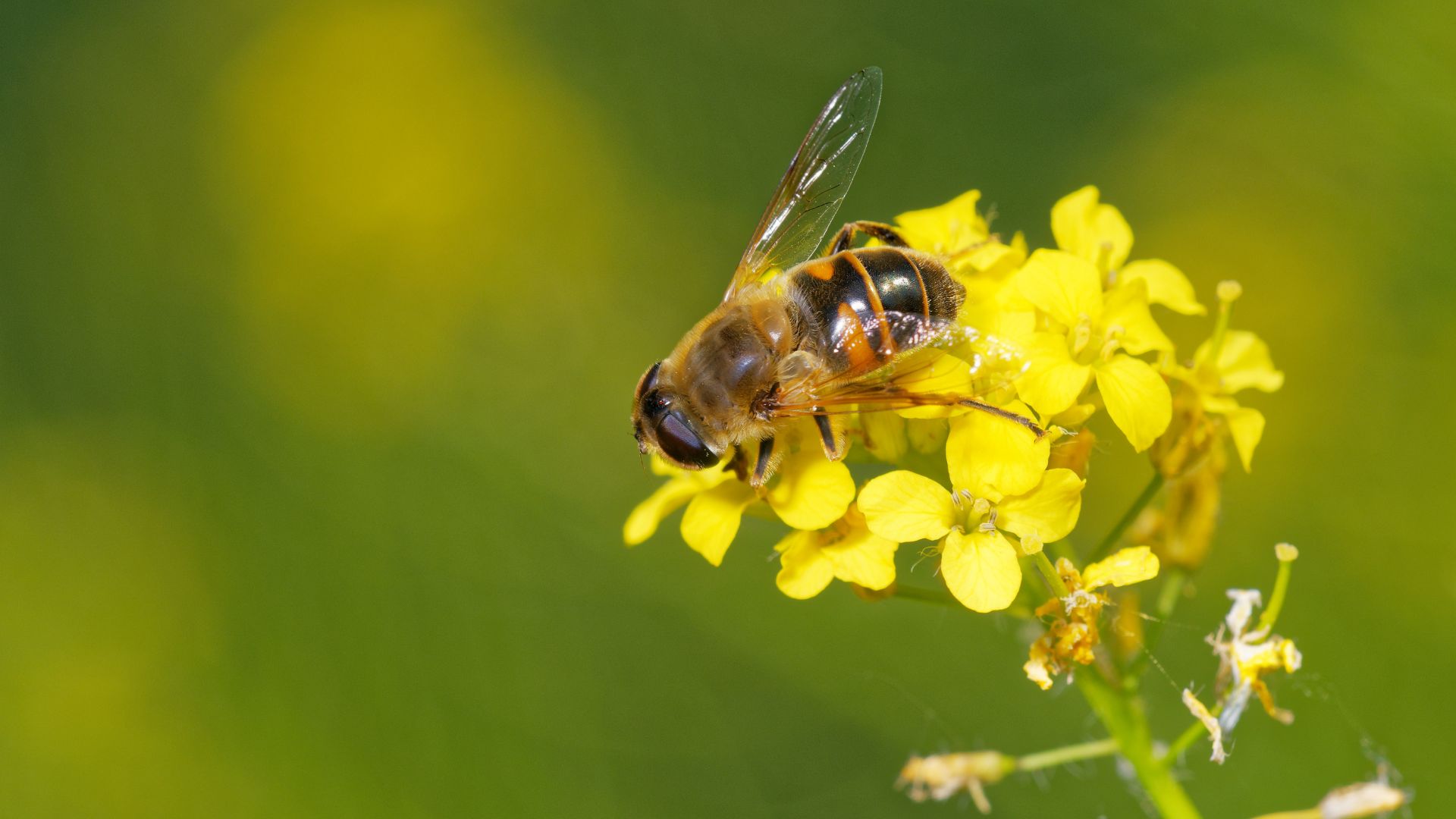 A little ole bee just hanging out on a yellow flower having the time of his life
