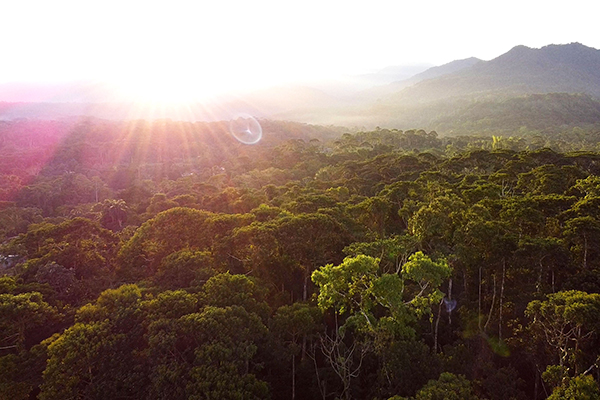 [insert description]