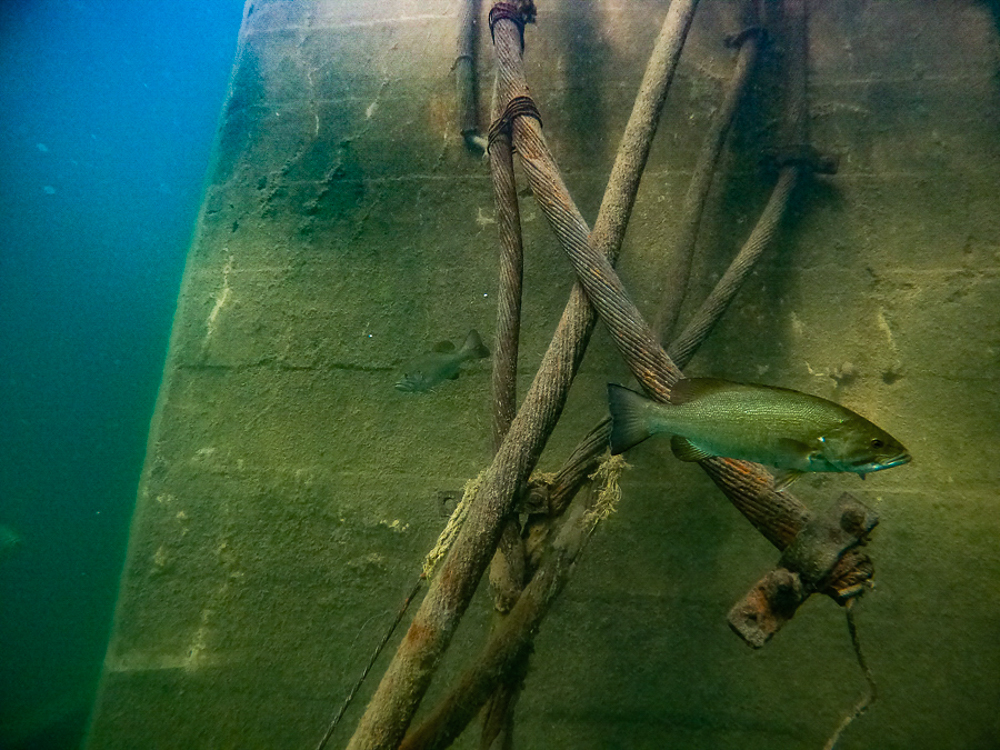 Abandoned telecom cable leaching lead into Idaho fishing waters.