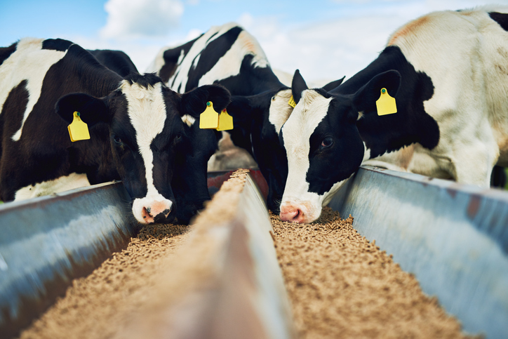 Cows eating close up